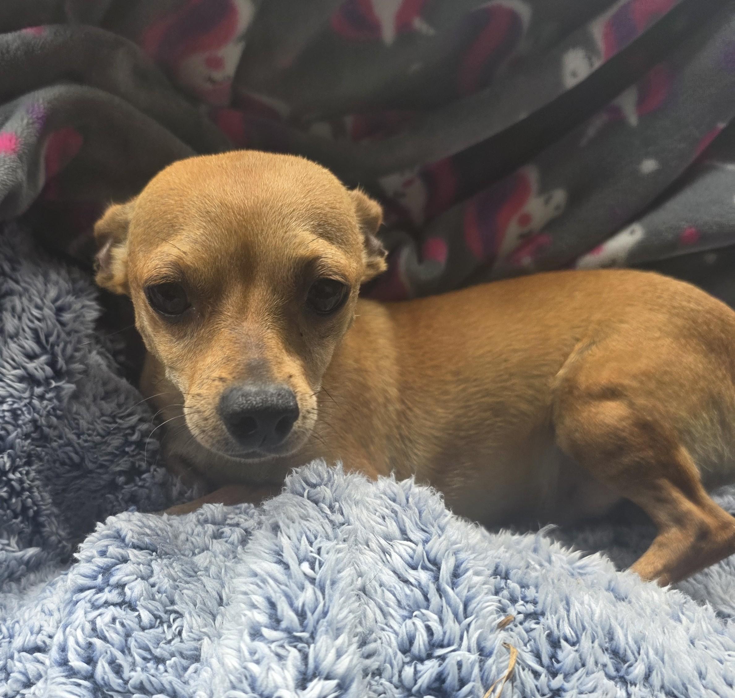 Enlarge Colby, a Adoptable mixed breed in Boca Raton, FL image 2/2