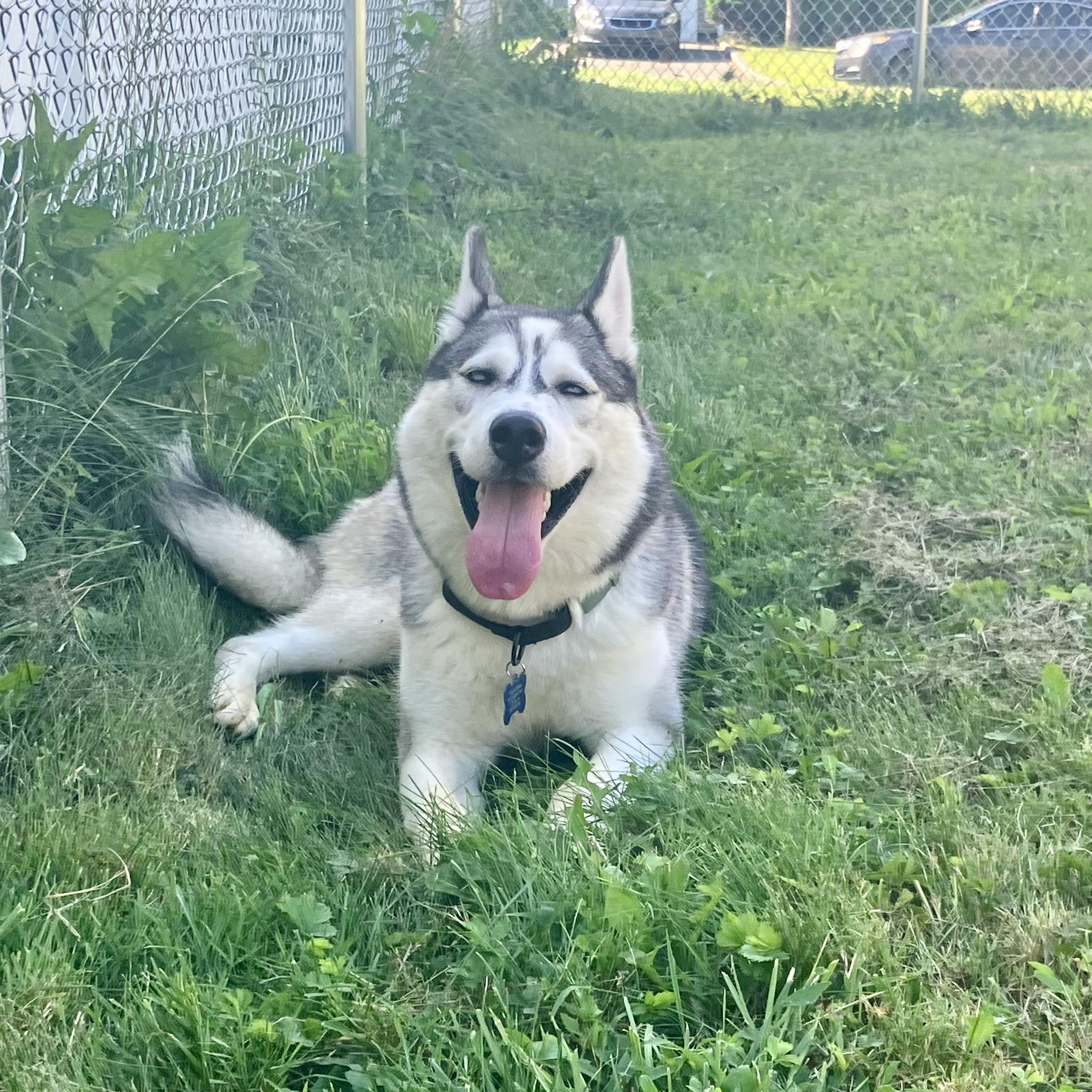 Kody, Adoptable, Young Male Husky.