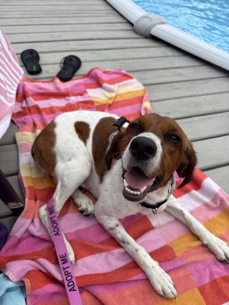 Enlarge Tilly, a Adoptable mixed breed in Cincinnati, OH image 1/6
