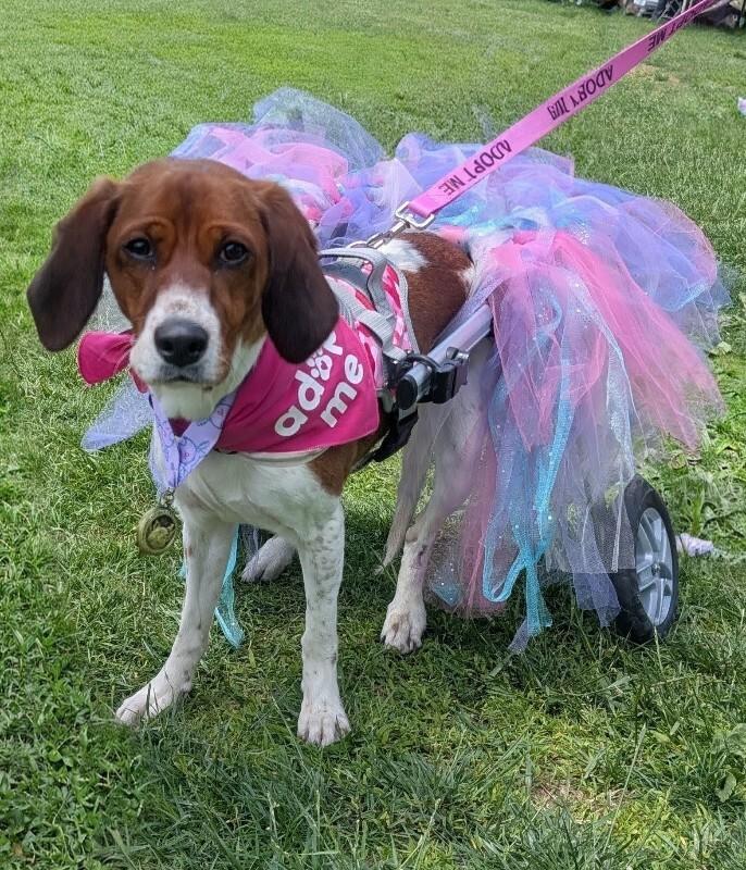 Enlarge Tilly, a Adoptable mixed breed in Cincinnati, OH image 2/6