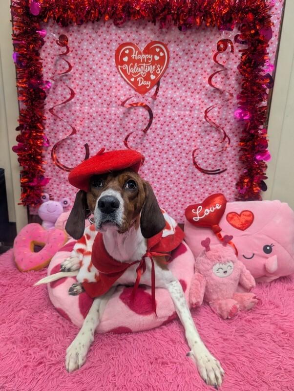 Enlarge Tilly, a Adoptable mixed breed in Cincinnati, OH image 3/6
