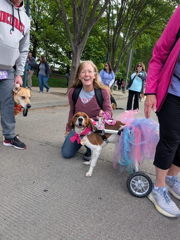 Enlarge Tilly, a Adoptable mixed breed in Cincinnati, OH image 5/6