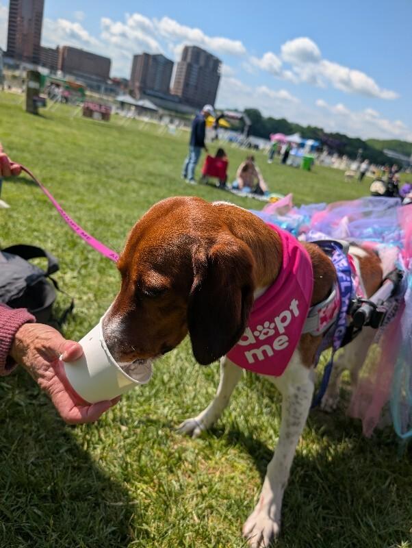 Enlarge Tilly, a Adoptable mixed breed in Cincinnati, OH image 6/6