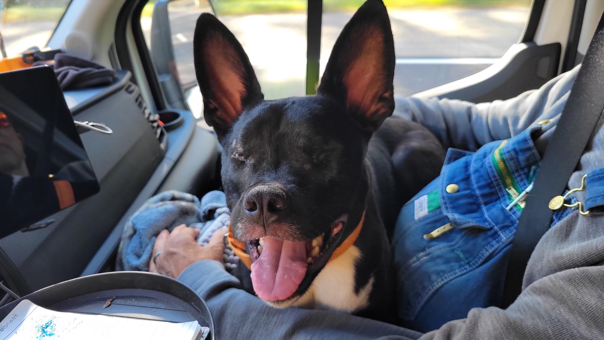 Enlarge Quasi, a Adopted mixed breed in Watertown, CT image 1/1