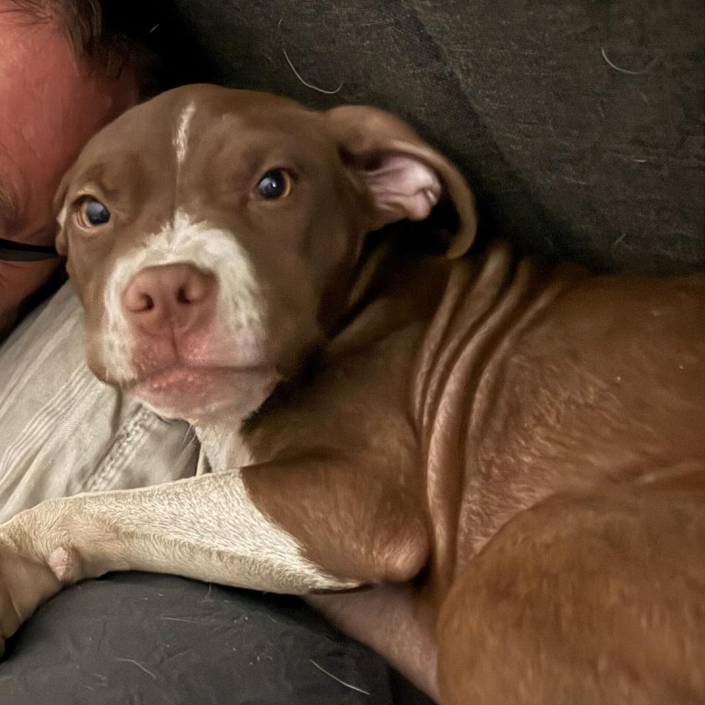 Millie, Adoptable, Puppy Female Pit Bull Terrier.