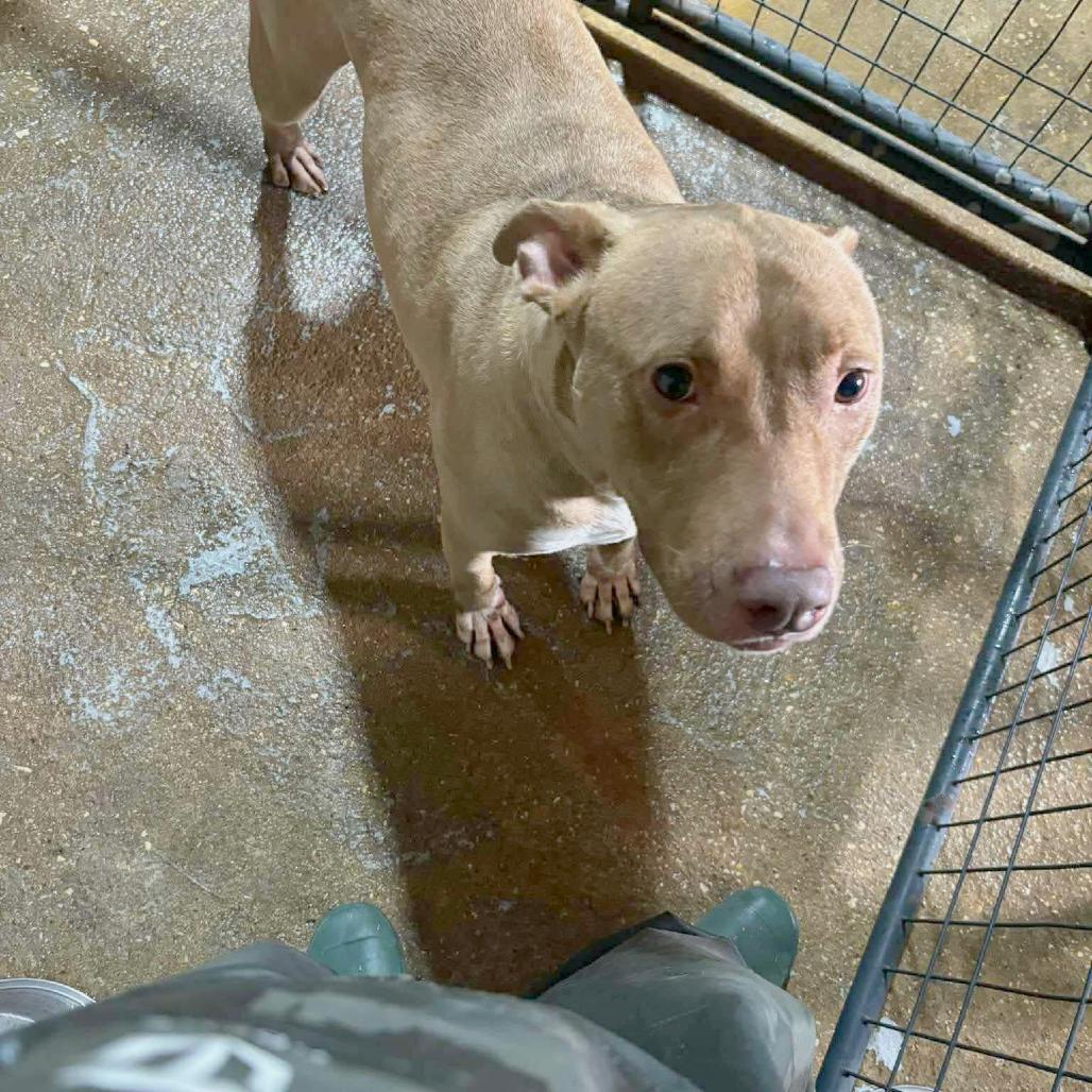 Thelma, Adoptable, Adult Female Pit Bull Terrier.