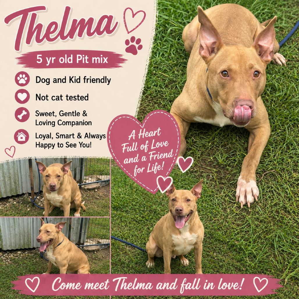 Thelma, a Adoptable Pit Bull Terrier in Aulac , NB image 2/6