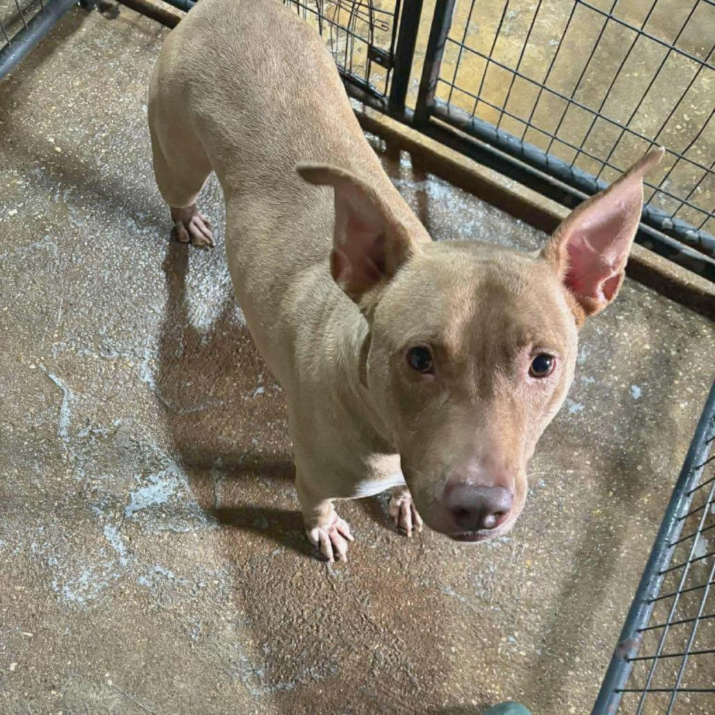 Thelma, a Adoptable Pit Bull Terrier in Aulac , NB image 3/6
