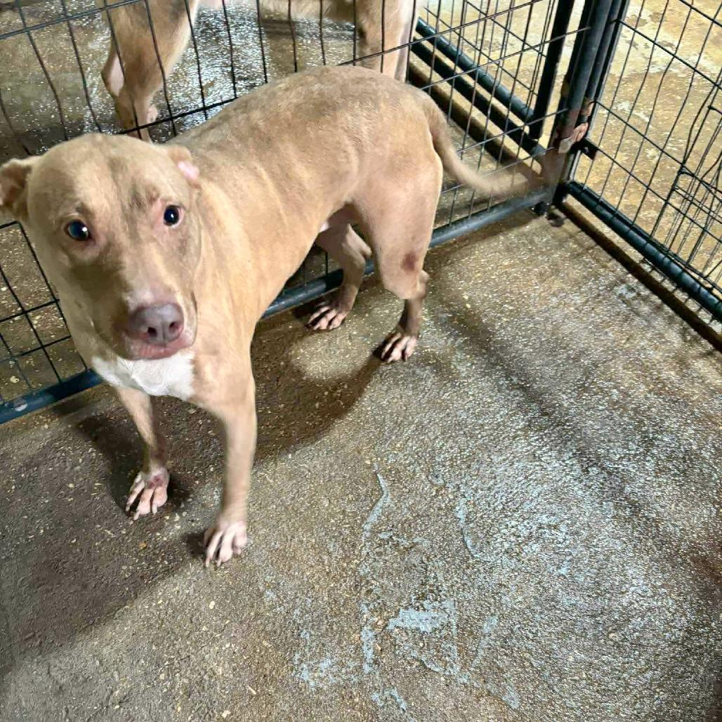 Thelma, a Adoptable Pit Bull Terrier in Aulac , NB image 4/6