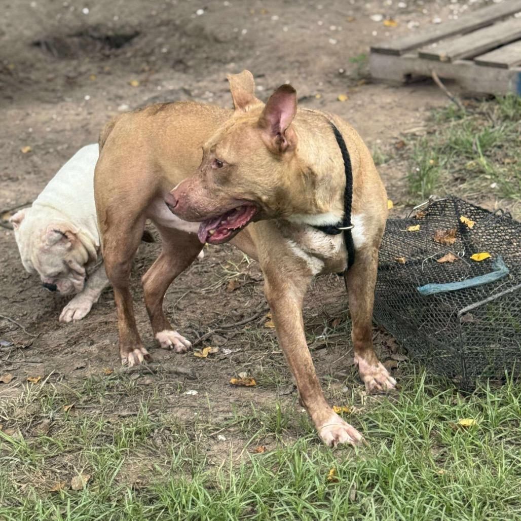 Thelma, a Adoptable Pit Bull Terrier in Aulac , NB image 5/6