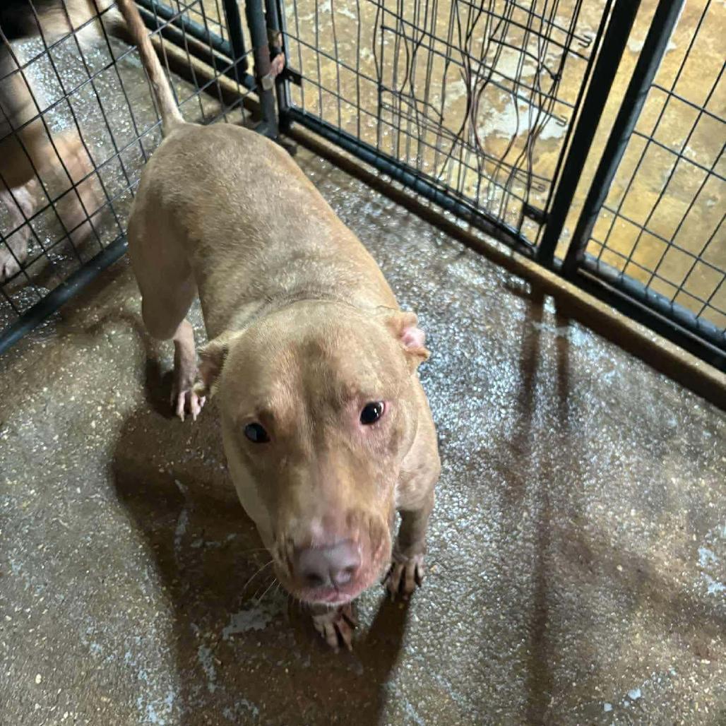 Thelma, a Adoptable Pit Bull Terrier in Aulac , NB image 6/6