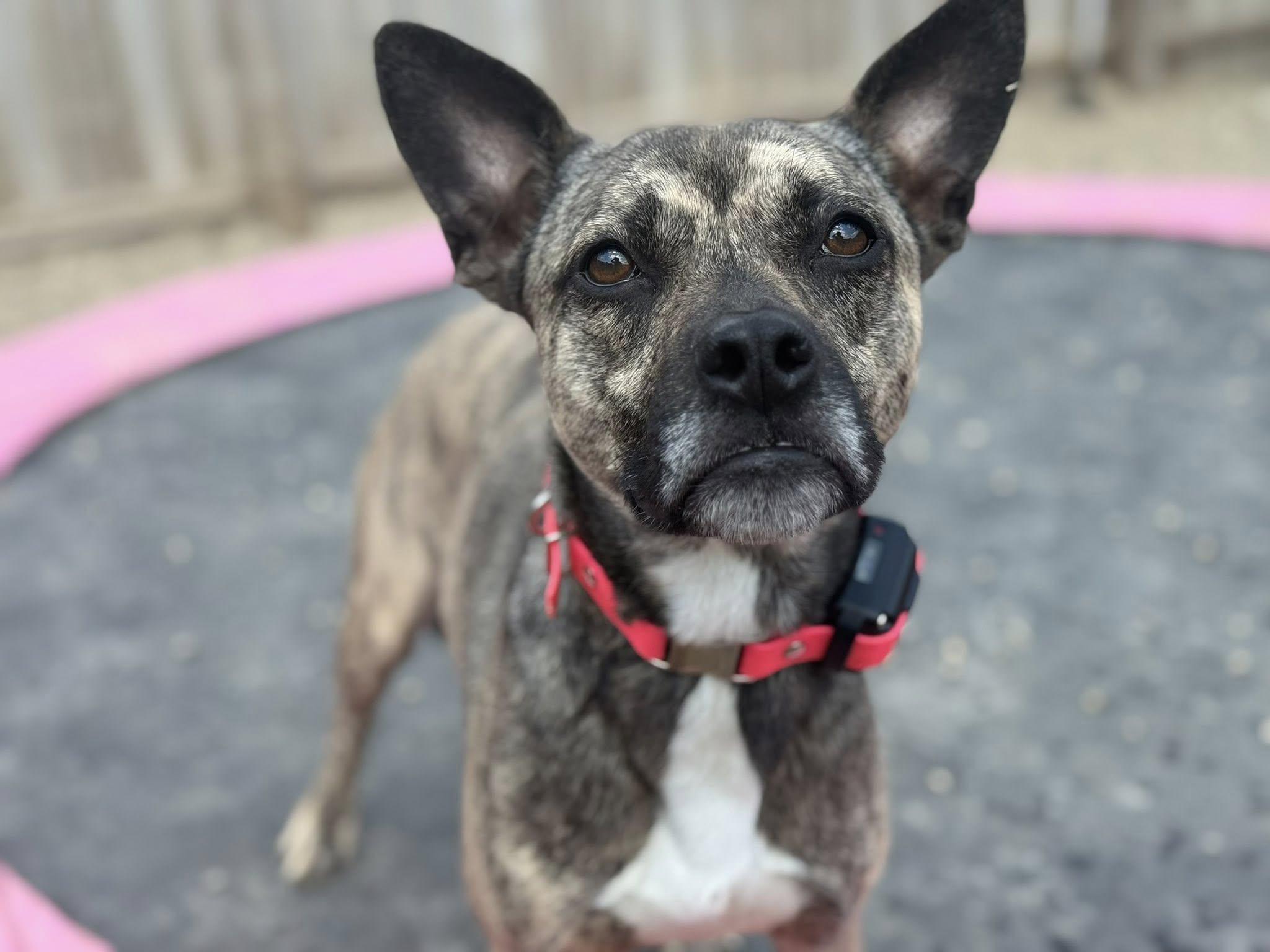 Aubrey, Adoptable, Young Female Plott Hound & Terrier.