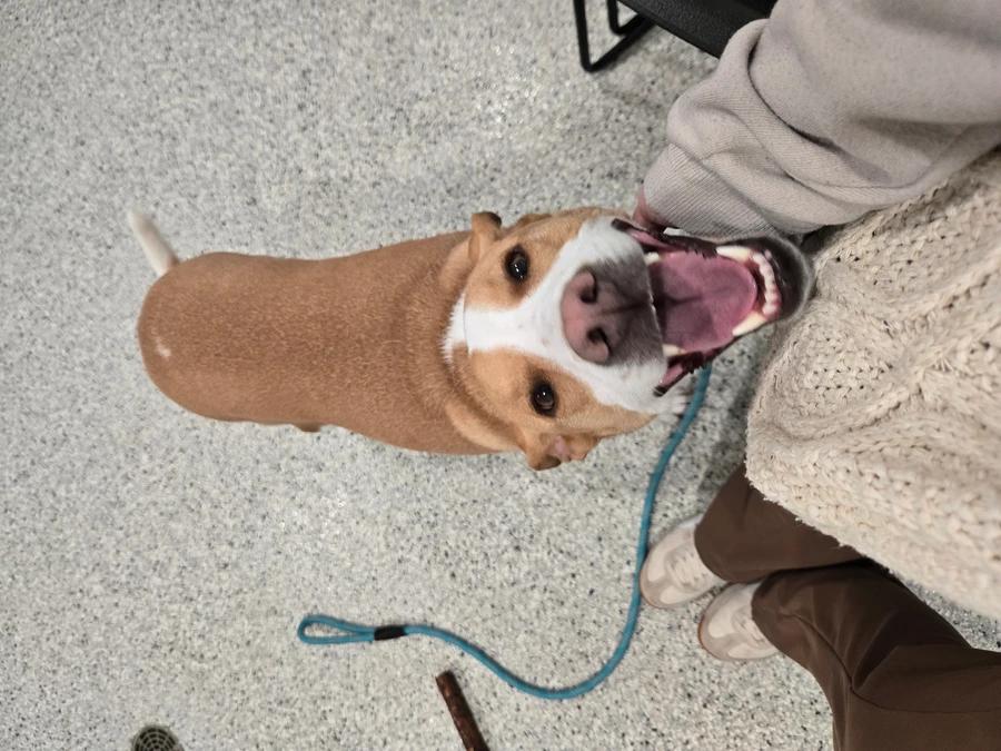 Vida, Adopted, Adult Female Yellow Labrador Retriever.