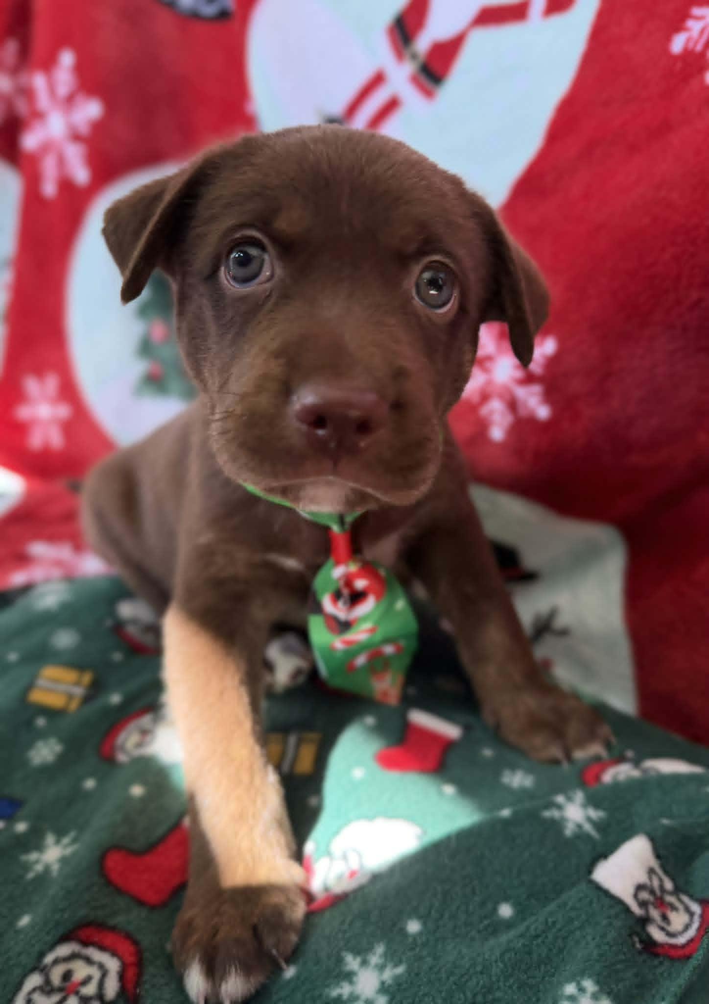 Bob Soup, ADOPTABLE, Puppy Male Chocolate Labrador Retriever.