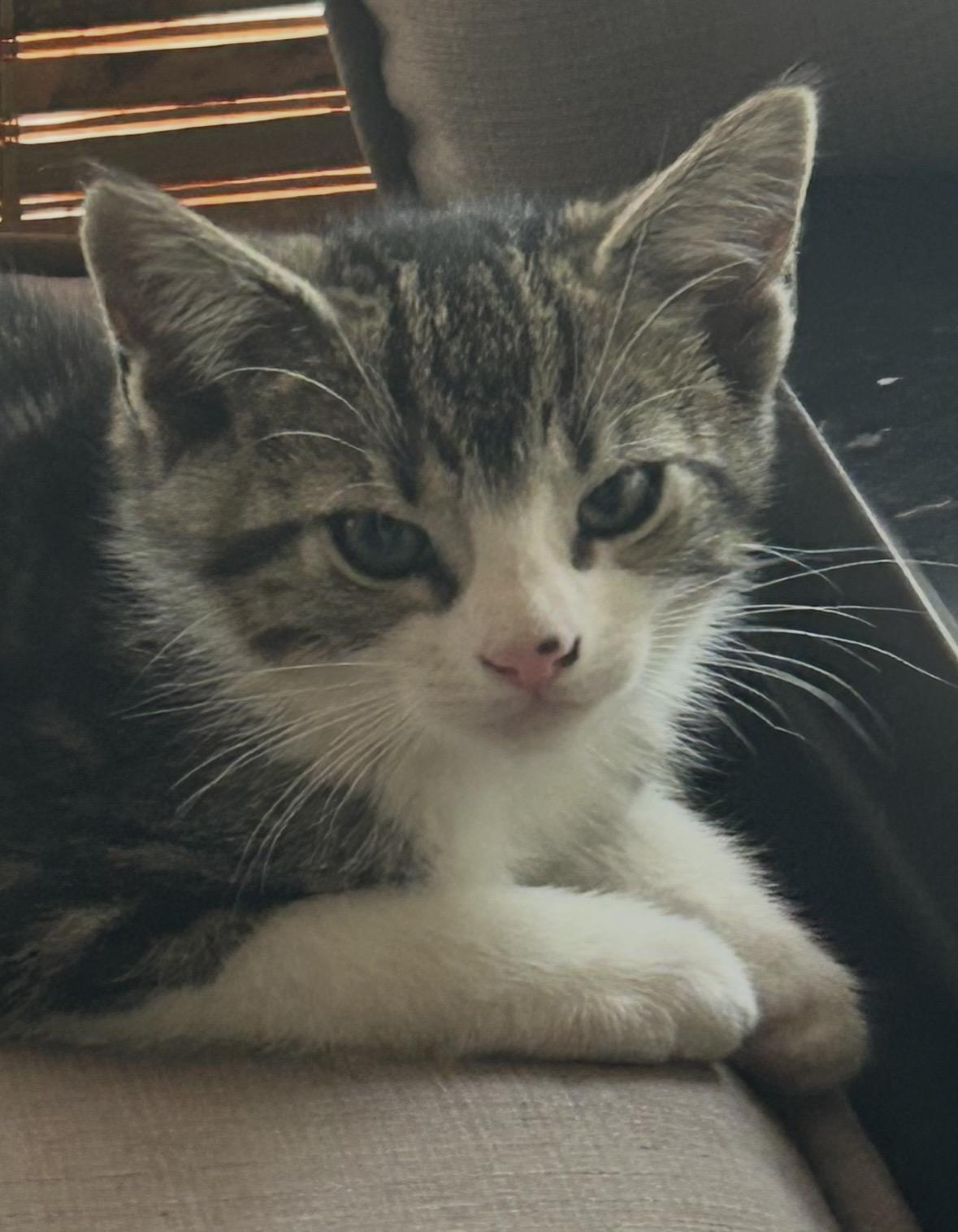 Enlarge Grayson, an adopted Domestic Short Hair in Colonia, NJ image 1/2