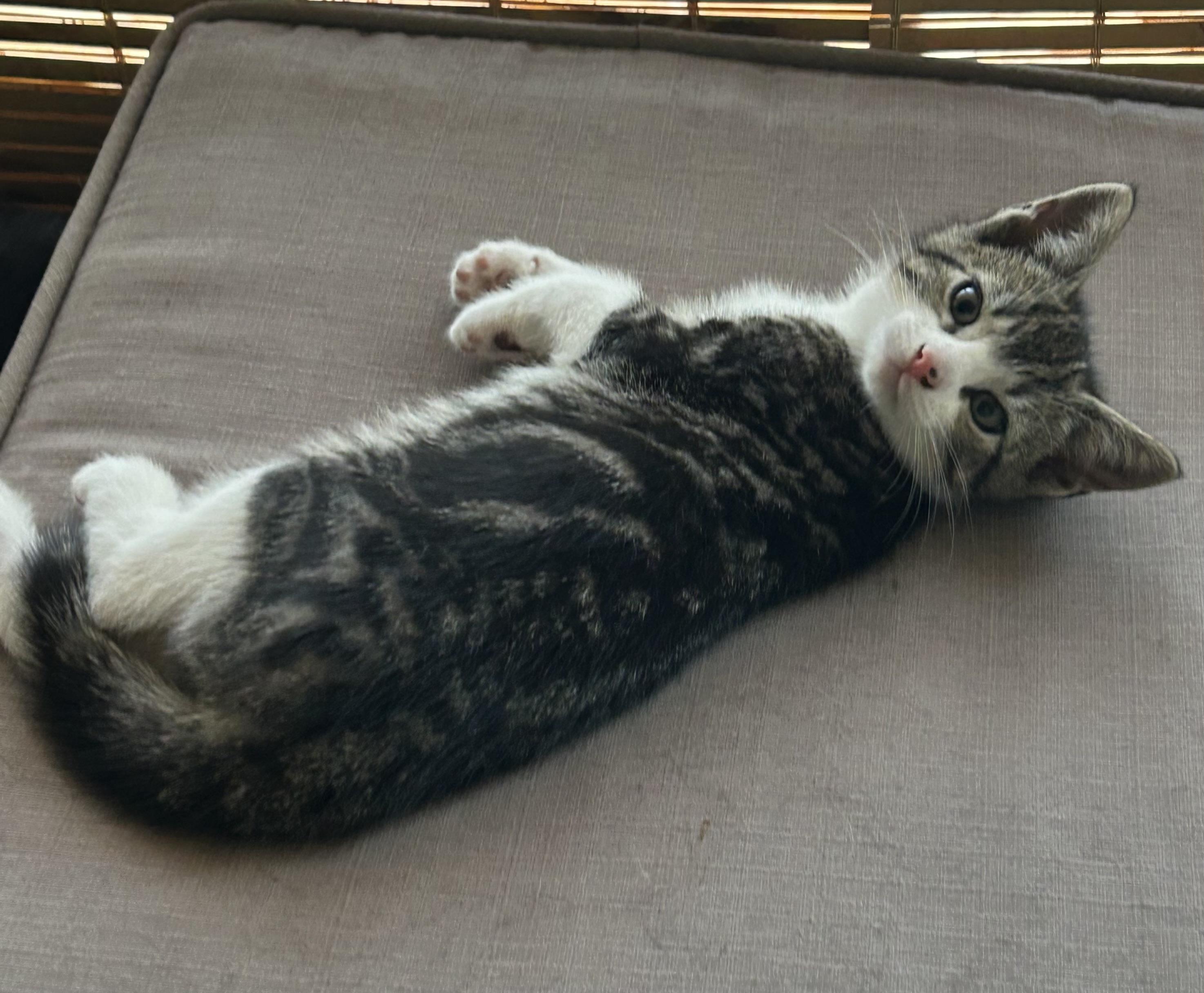 Enlarge Grayson, an adopted Domestic Short Hair in Colonia, NJ image 2/2