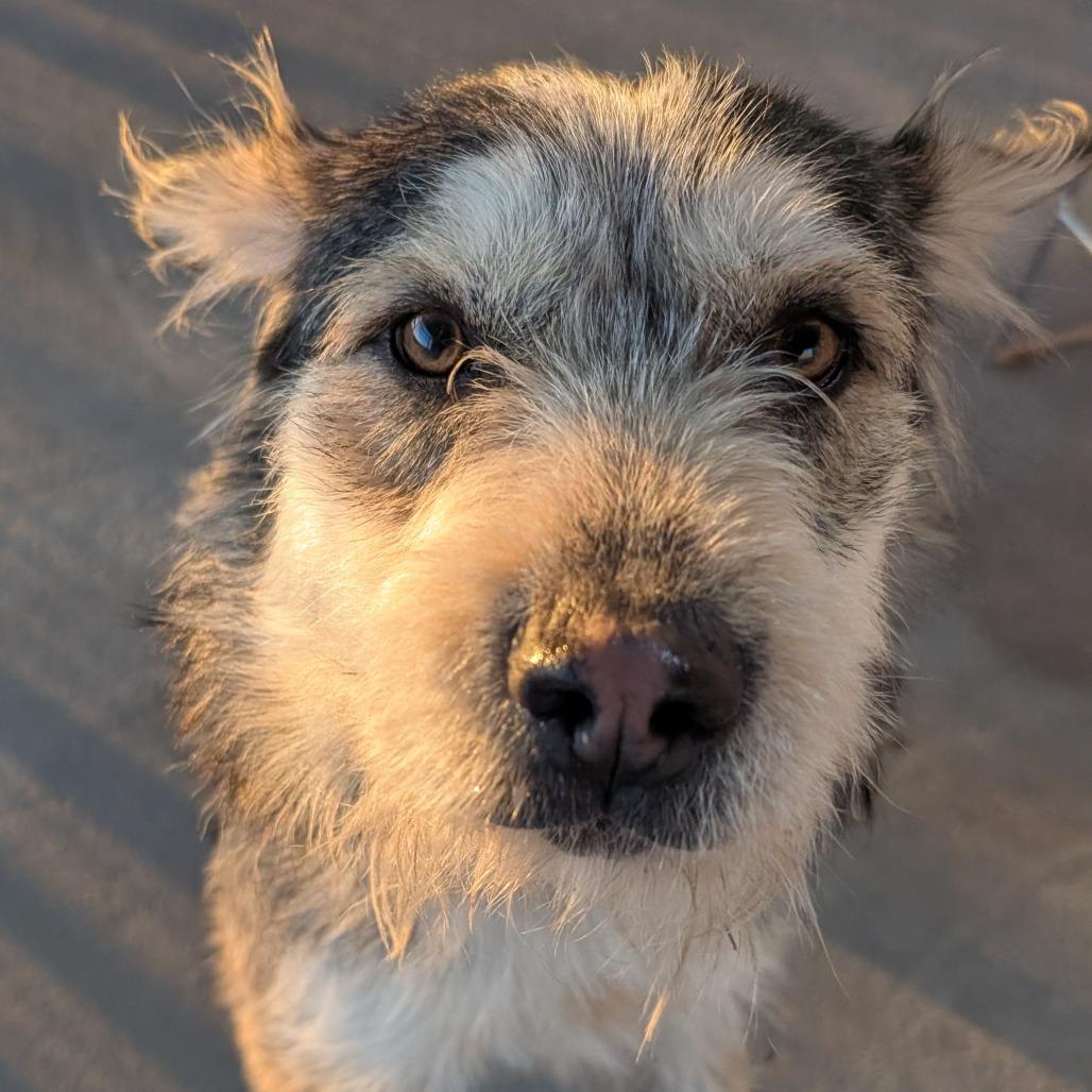 Enlarge Ozzie, a Adoptable Mixed Breed in Manhattan, KS image 1/4