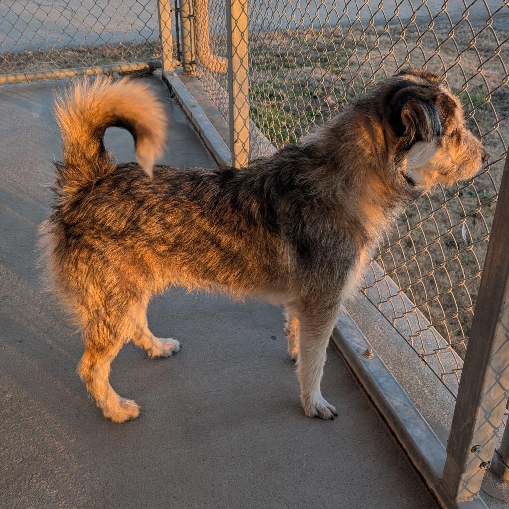 Enlarge Ozzie, a Adoptable Mixed Breed in Manhattan, KS image 3/4