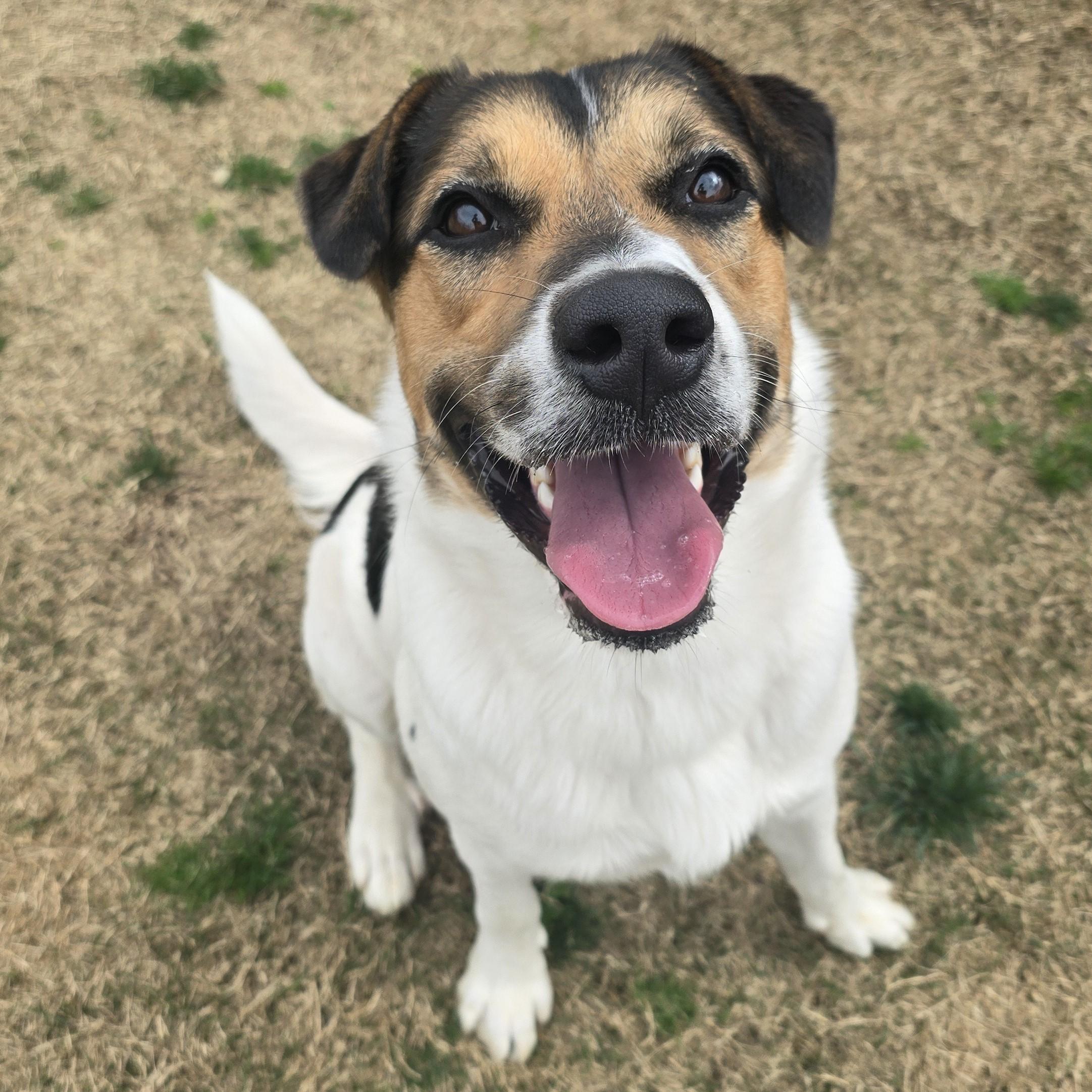 Enlarge Hoagie, an adopted Mixed Breed in Nashville, TN image 2/6