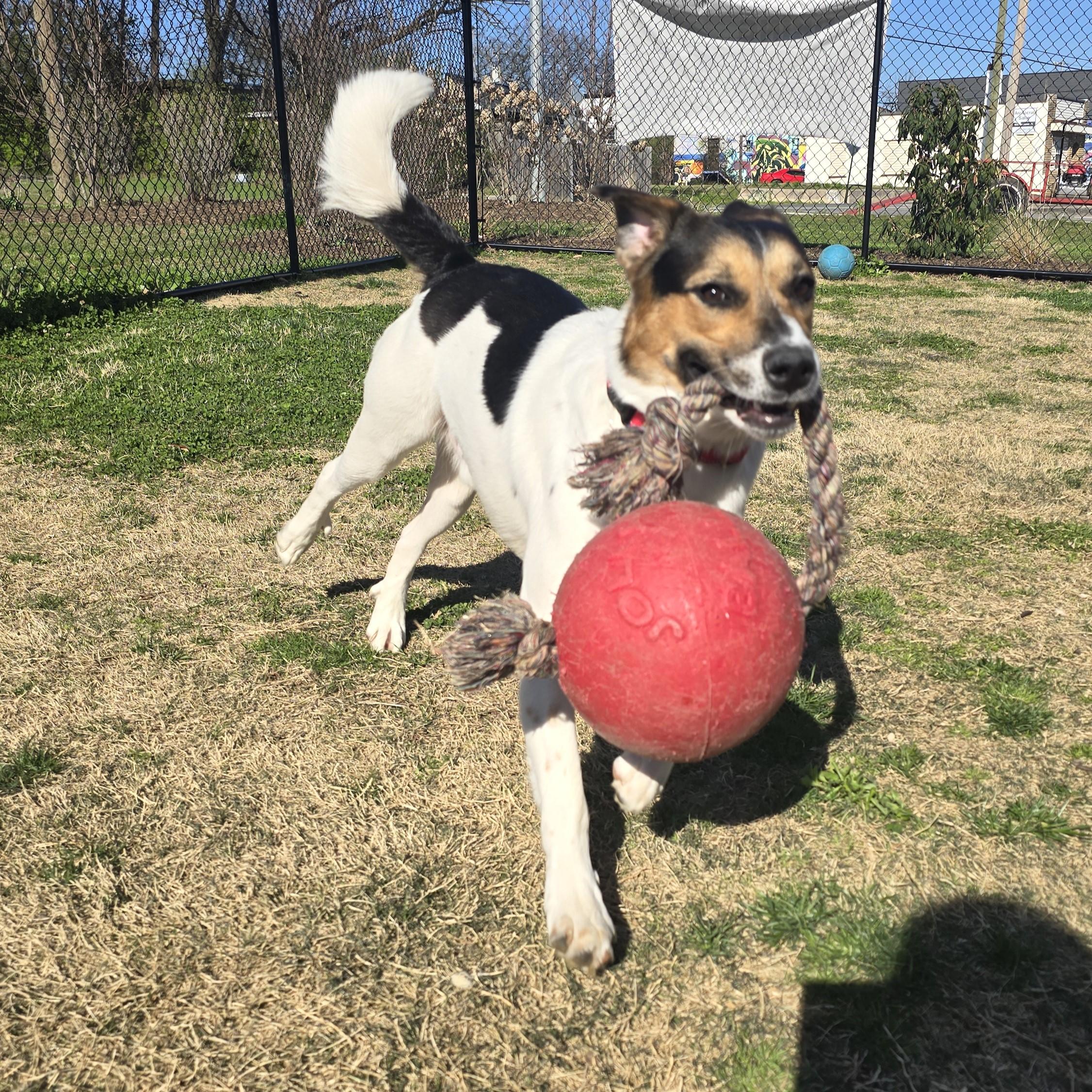 Enlarge Hoagie, an adopted Mixed Breed in Nashville, TN image 4/6