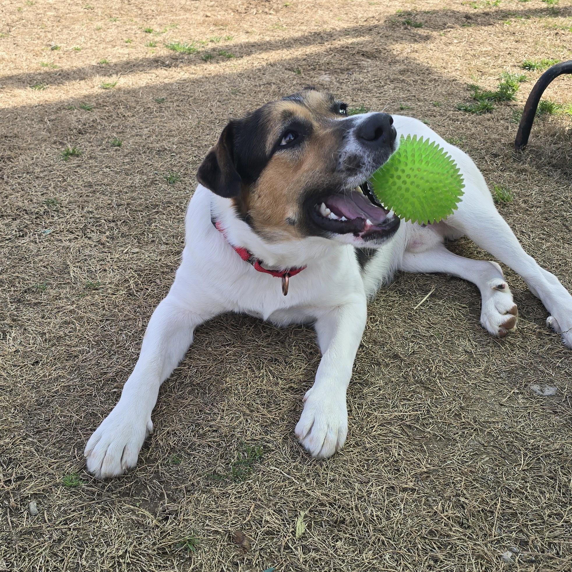Enlarge Hoagie, an adopted Mixed Breed in Nashville, TN image 6/6