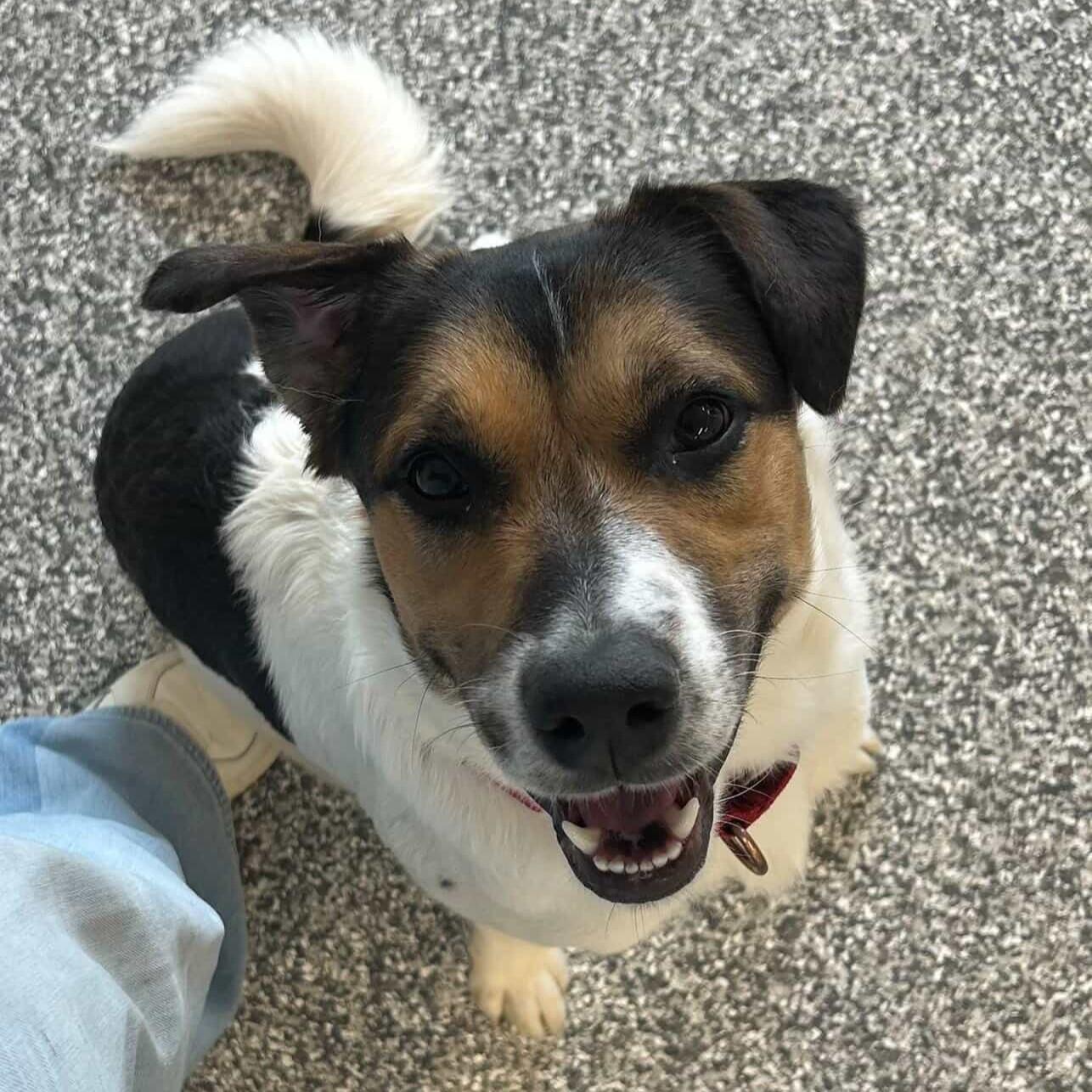 Enlarge Hoagie, an adopted Mixed Breed in Nashville, TN image 5/6