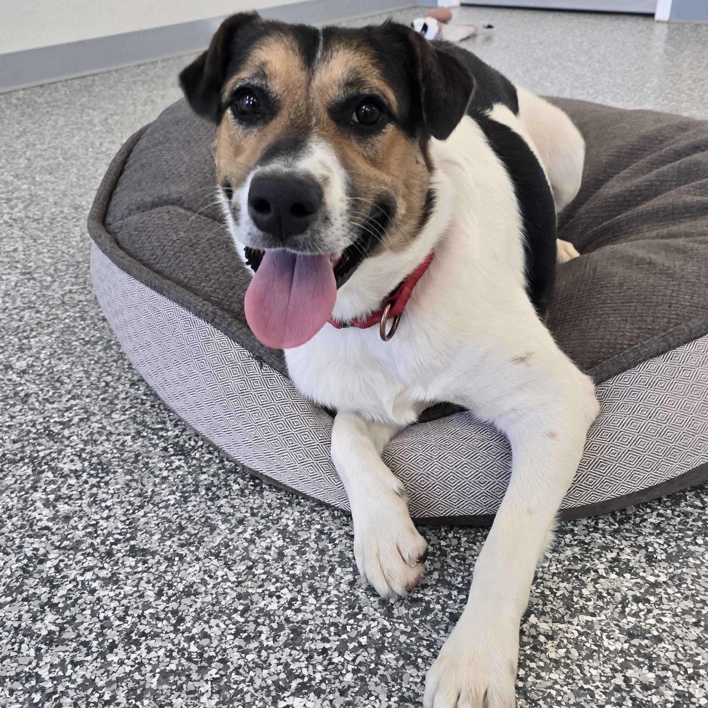 Enlarge Hoagie, an adopted Mixed Breed in Nashville, TN image 3/6