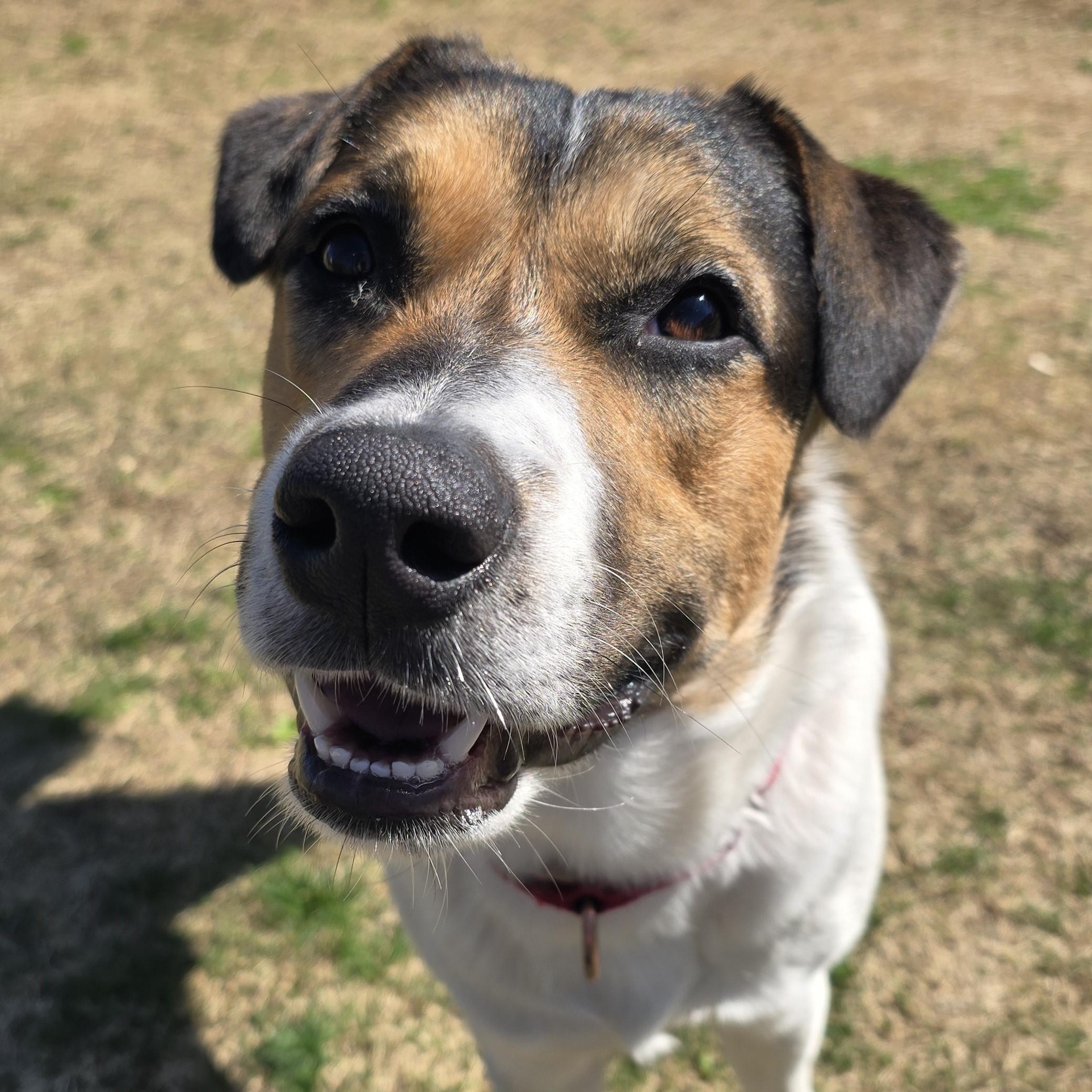 Hoagie, adopted, Adult Male Mixed Breed.