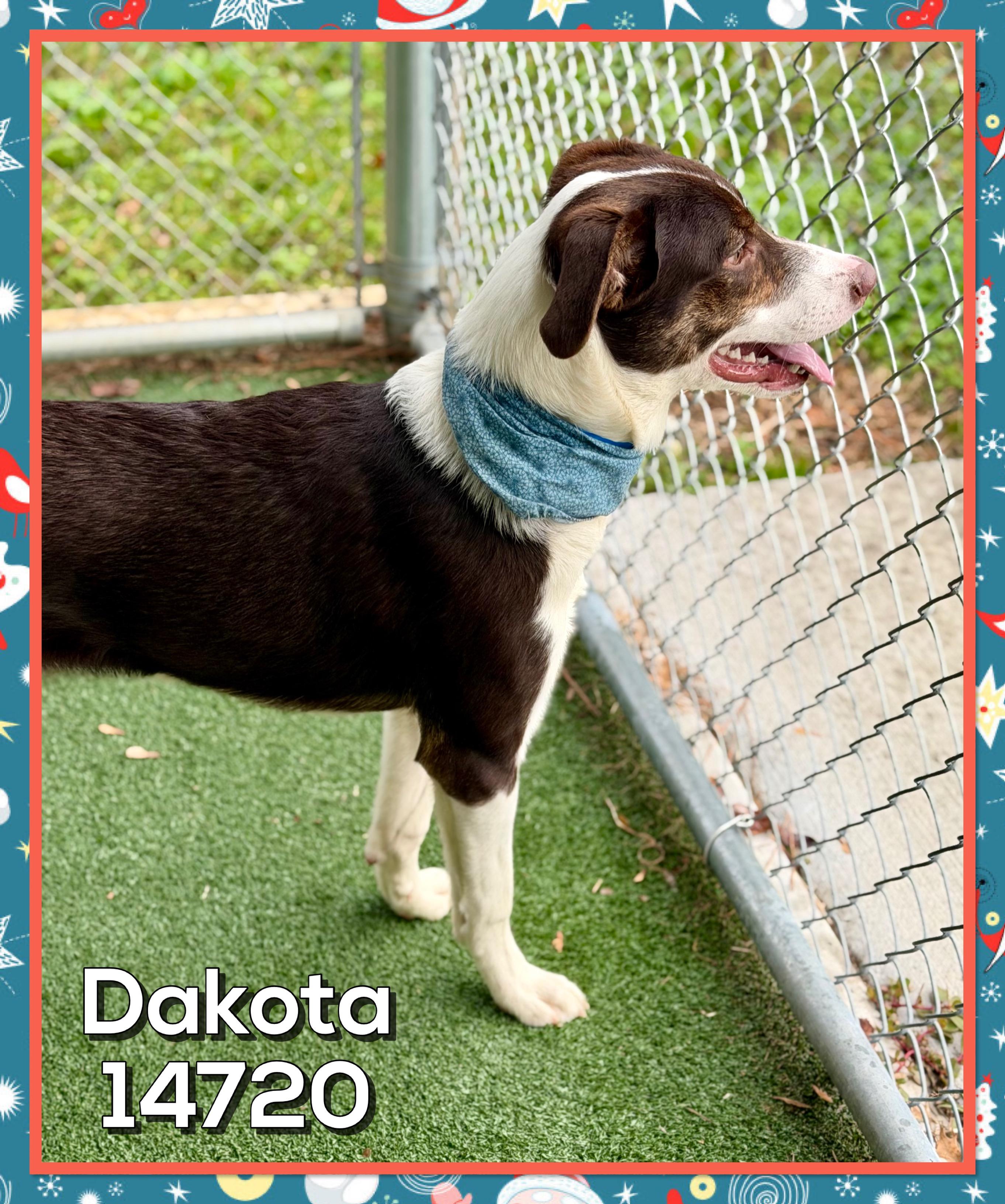Enlarge DAKOTA, an adoptable mixed breed in Marietta, GA image 4/6