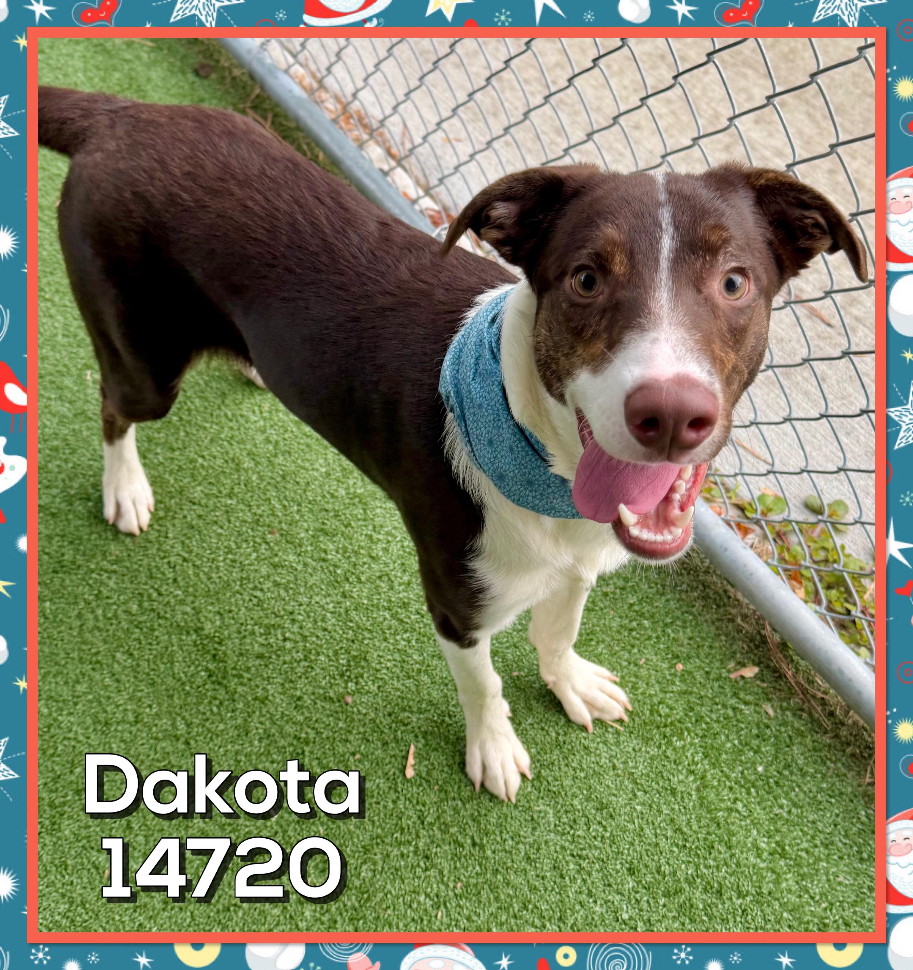 Enlarge DAKOTA, an adoptable mixed breed in Marietta, GA image 5/6