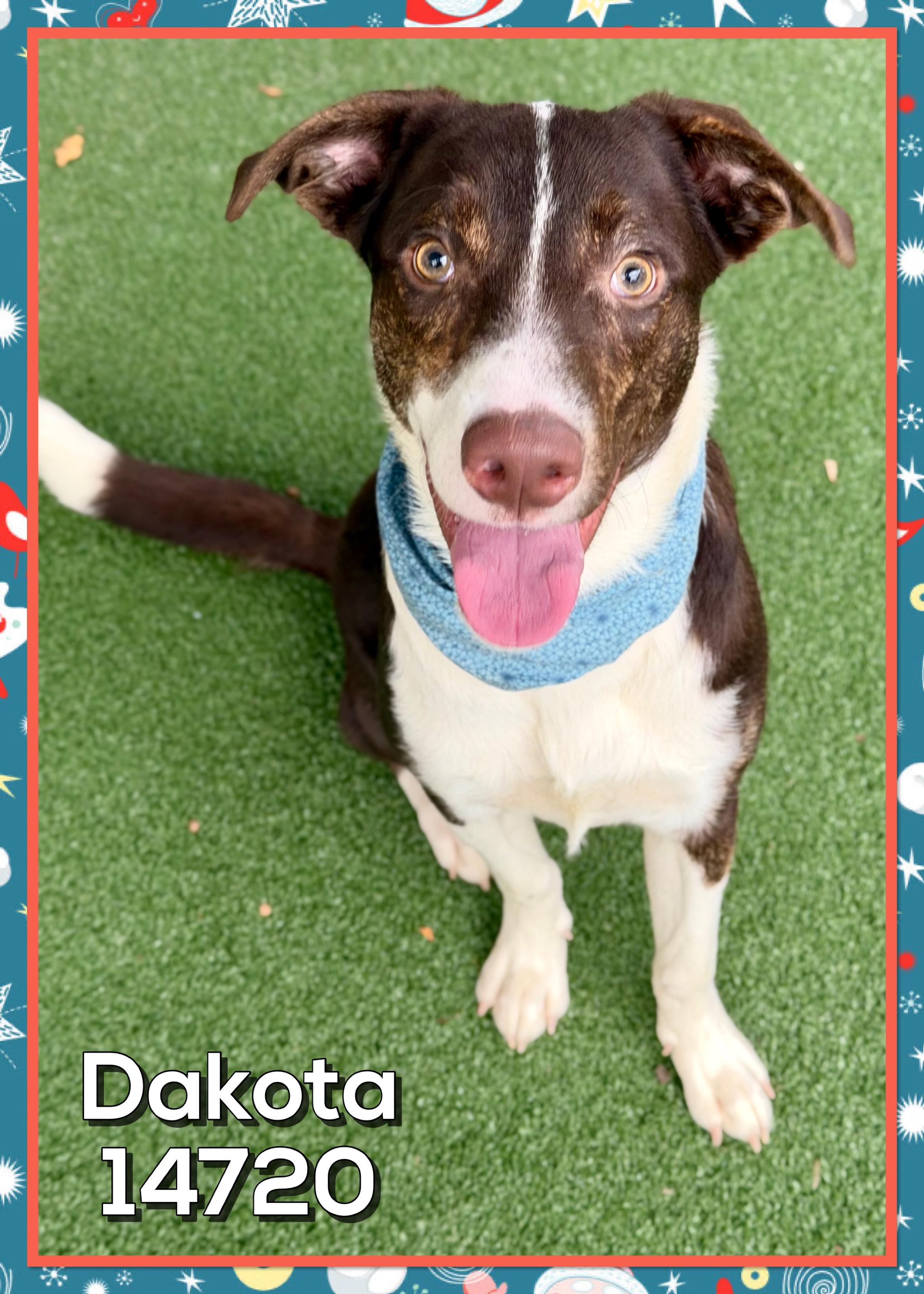 Enlarge DAKOTA, an adoptable mixed breed in Marietta, GA image 3/6