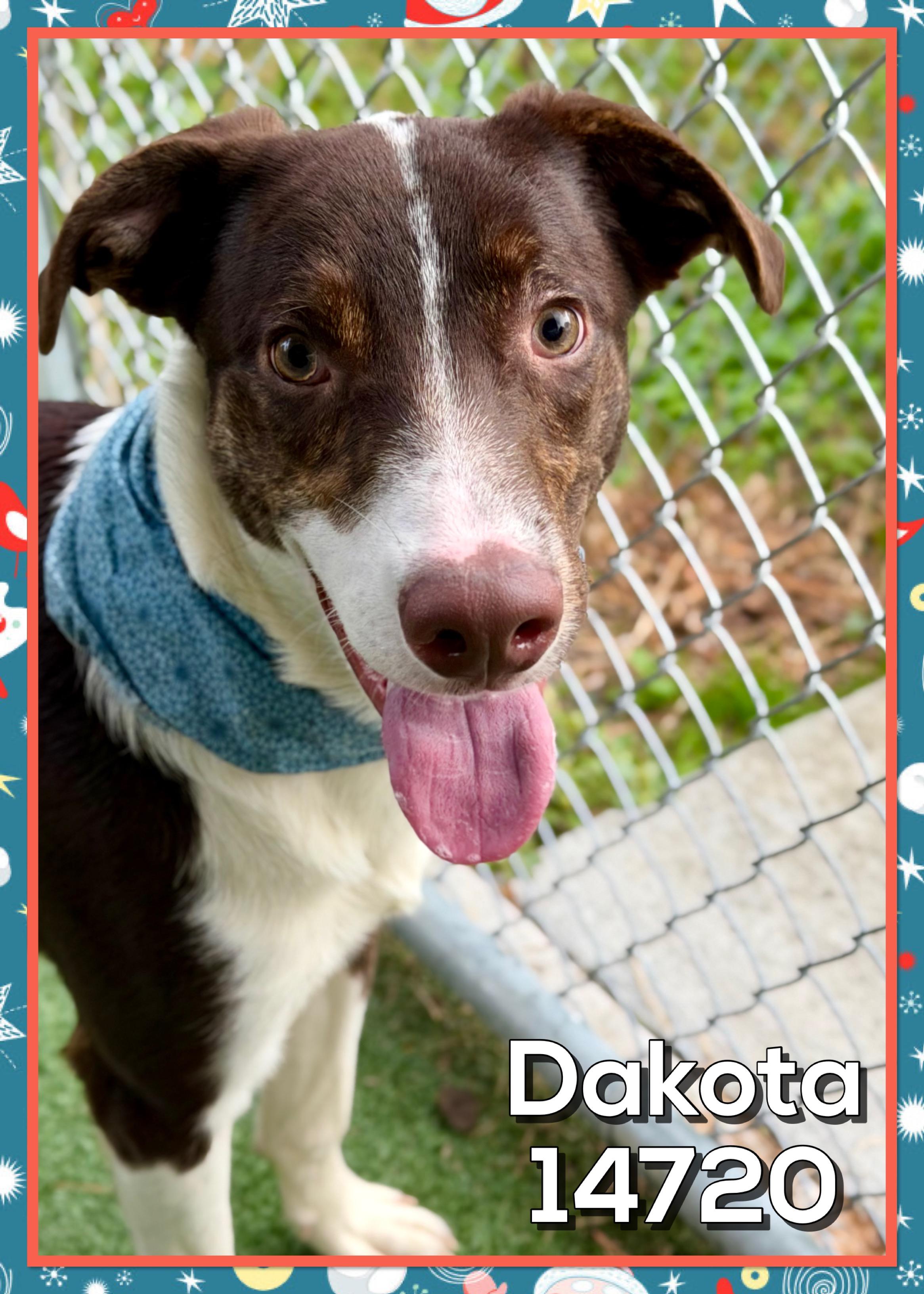 Enlarge DAKOTA, an adoptable mixed breed in Marietta, GA image 6/6