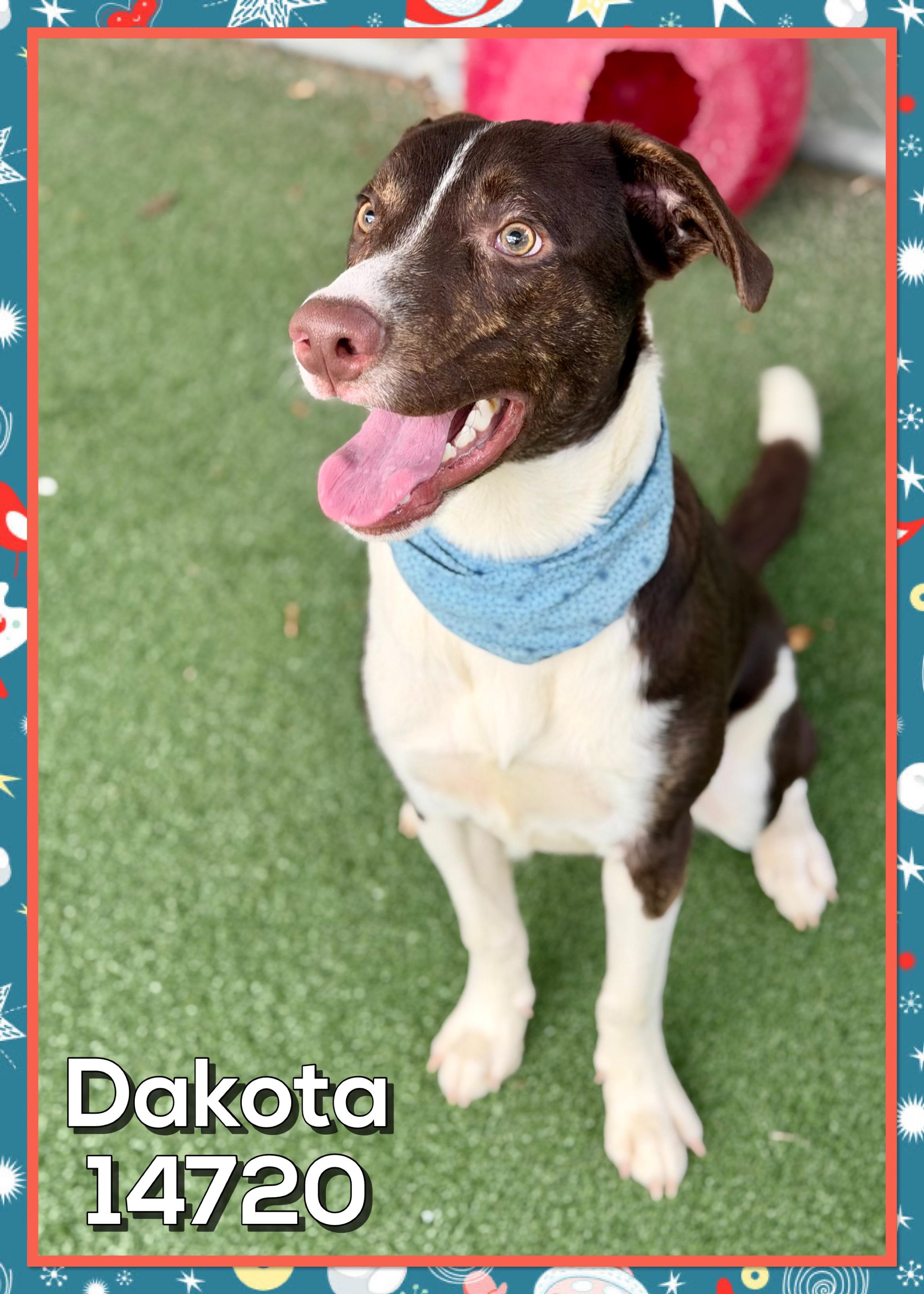 Enlarge DAKOTA, an adoptable mixed breed in Marietta, GA image 2/6