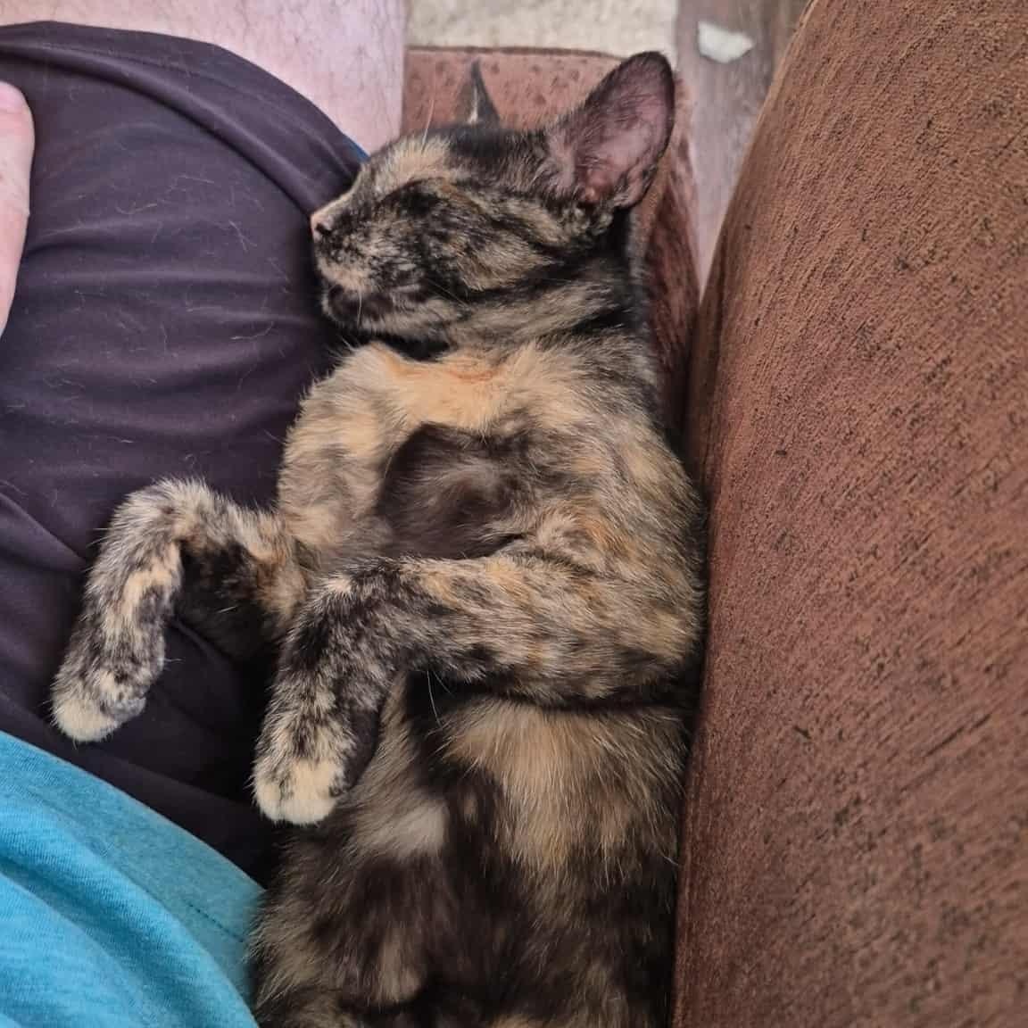 Moxie, Adopted, Adult Female Domestic Short Hair.