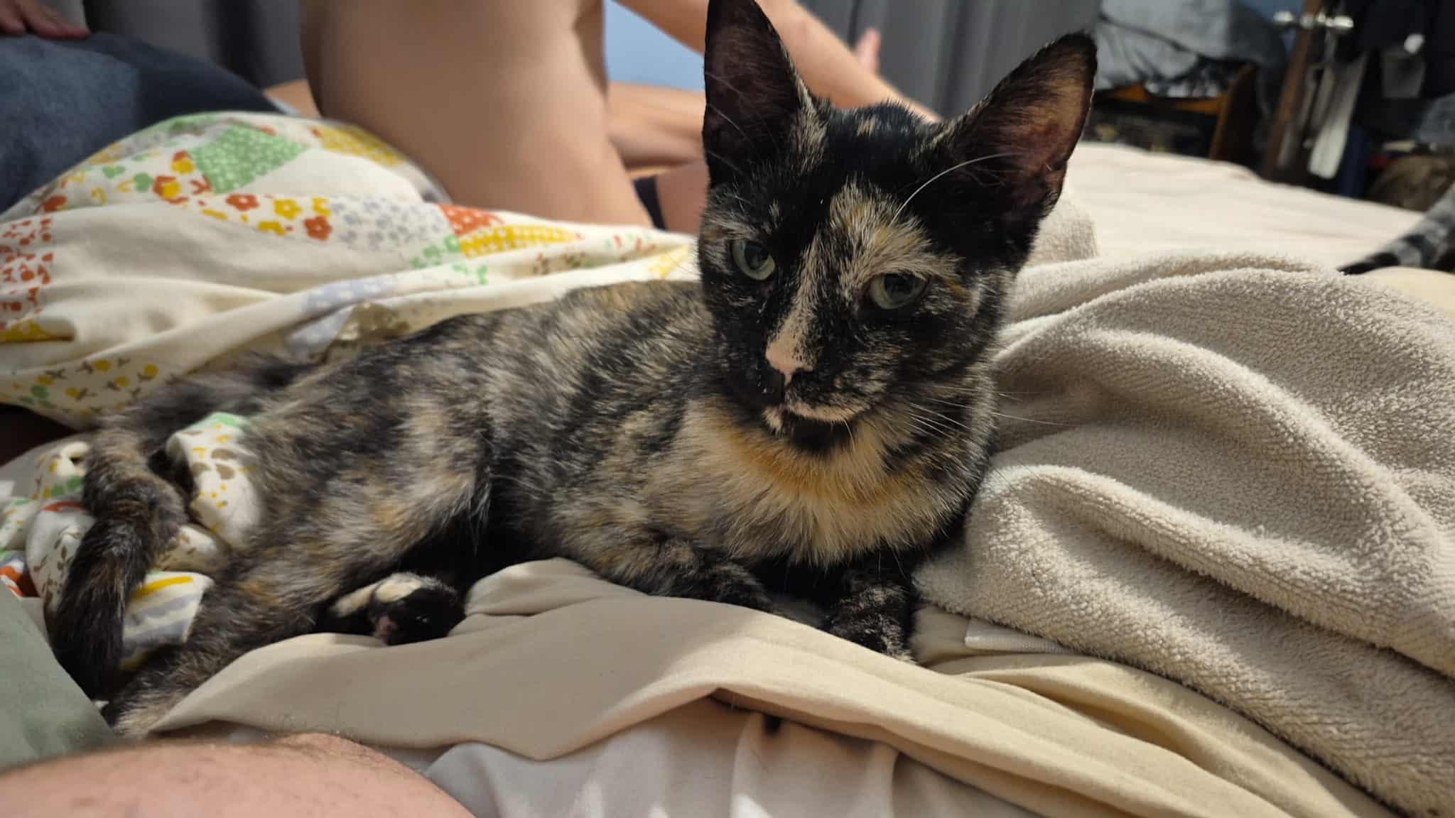 Enlarge Moxie, a Adopted Domestic Short Hair in Mount Sterling, IL image 2/2