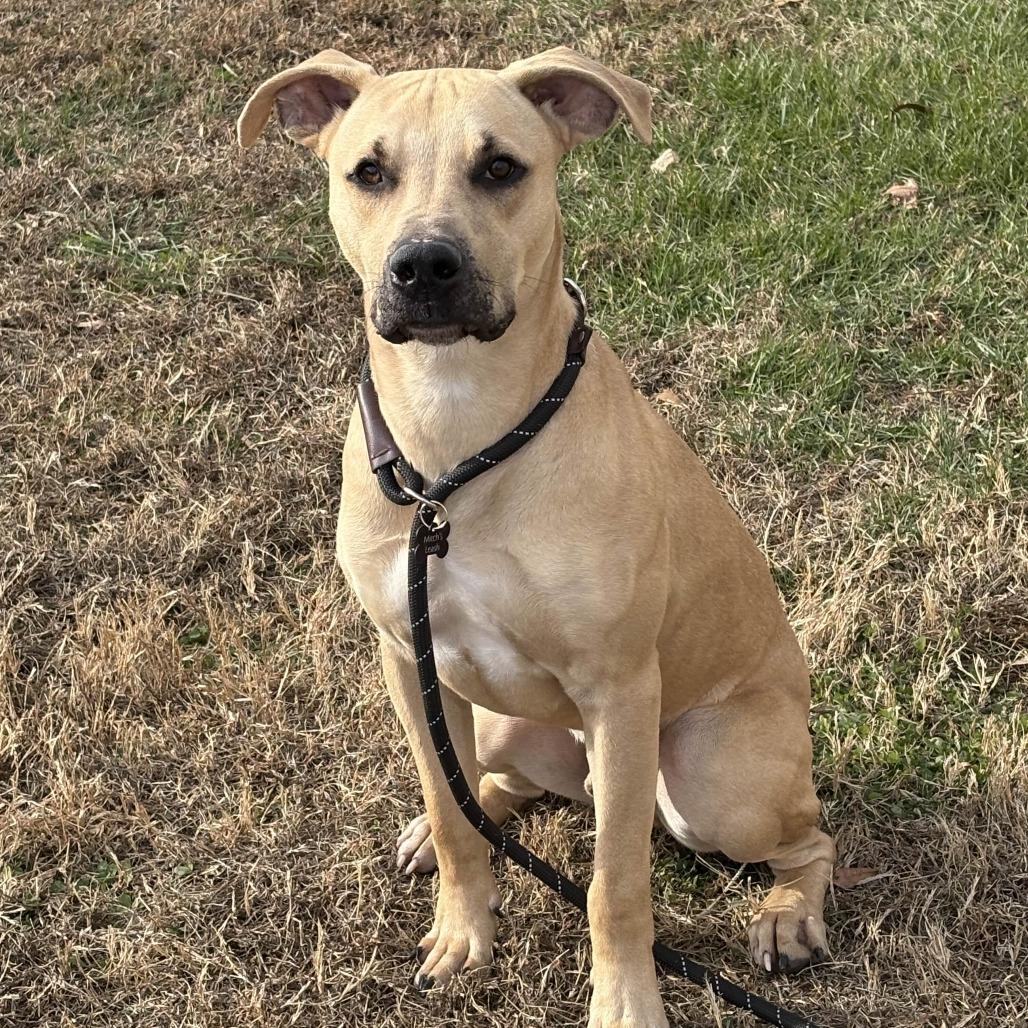 Enlarge Springer, a Adoptable mixed breed in Greenville, SC image 1/2