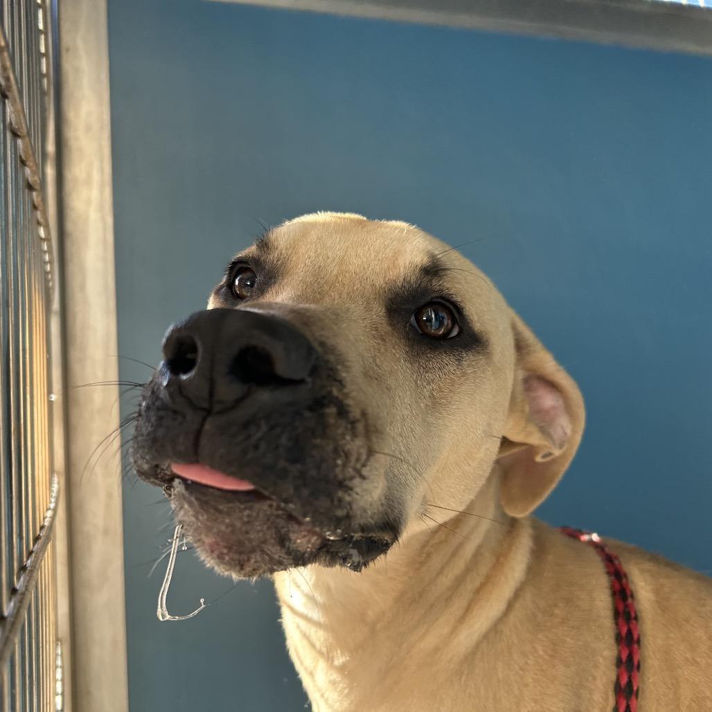 Enlarge Springer, a Adoptable mixed breed in Greenville, SC image 2/2