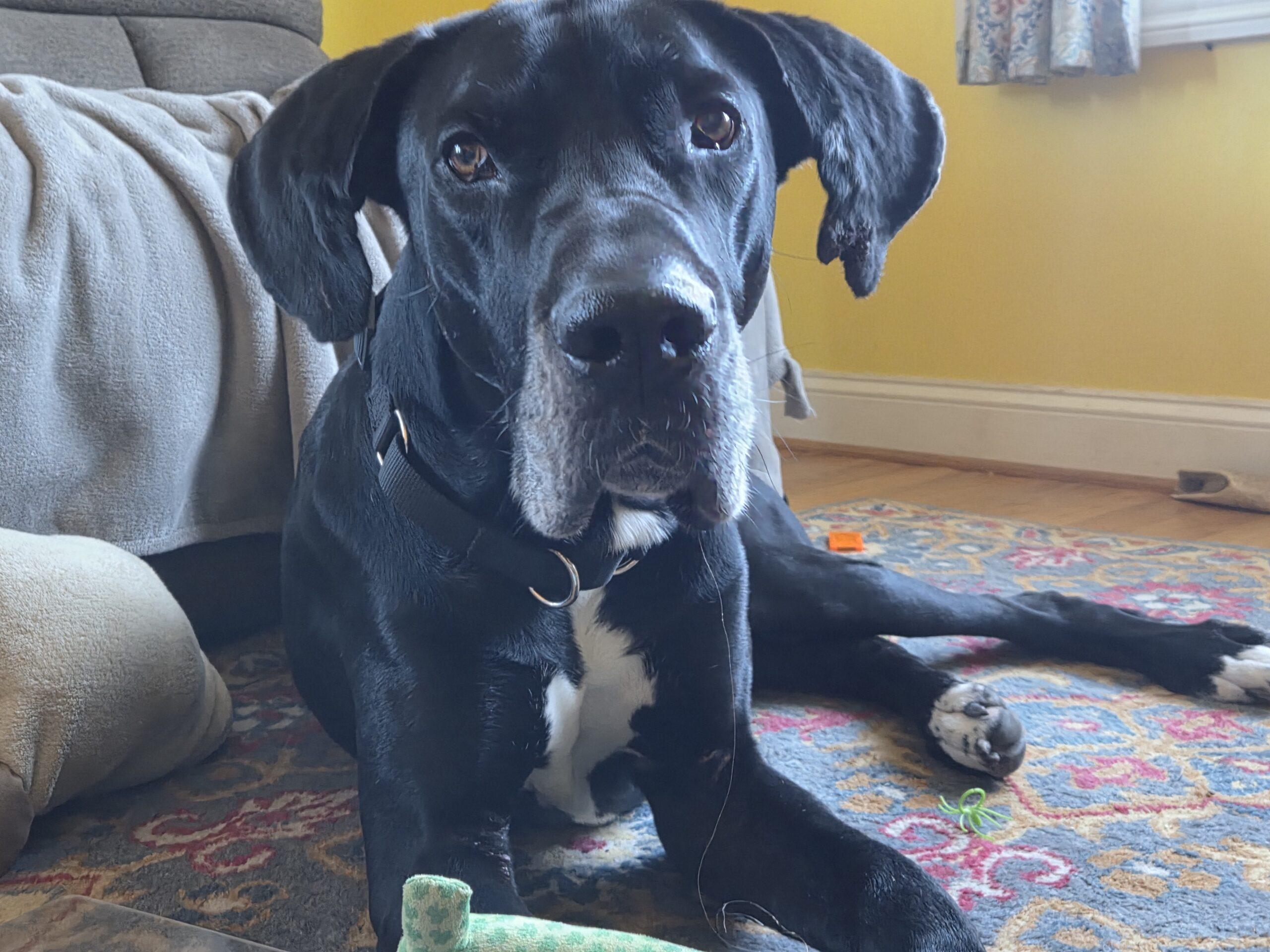 Enlarge Jude, a Adoptable Great Dane in Martinsburg, WV image 1/1