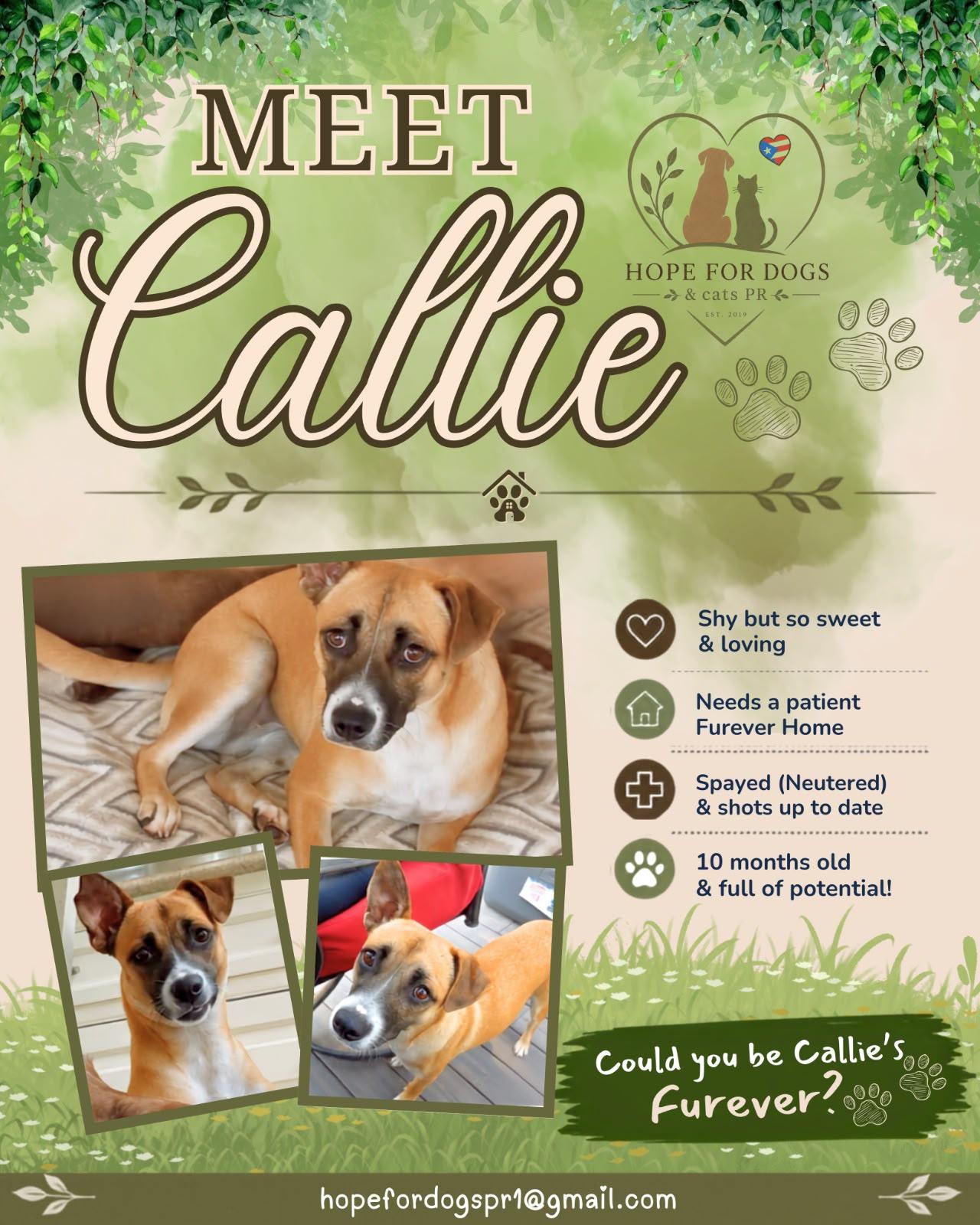 Callie, ADOPTABLE, Young Female Chihuahua & Yellow Labrador Retriever.