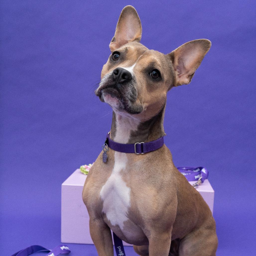 Enlarge Helena, a Adoptable mixed breed in New York, NY image 1/5