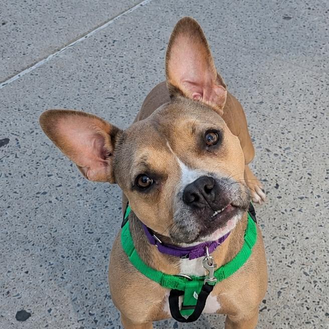Enlarge Helena, a Adoptable mixed breed in New York, NY image 2/5