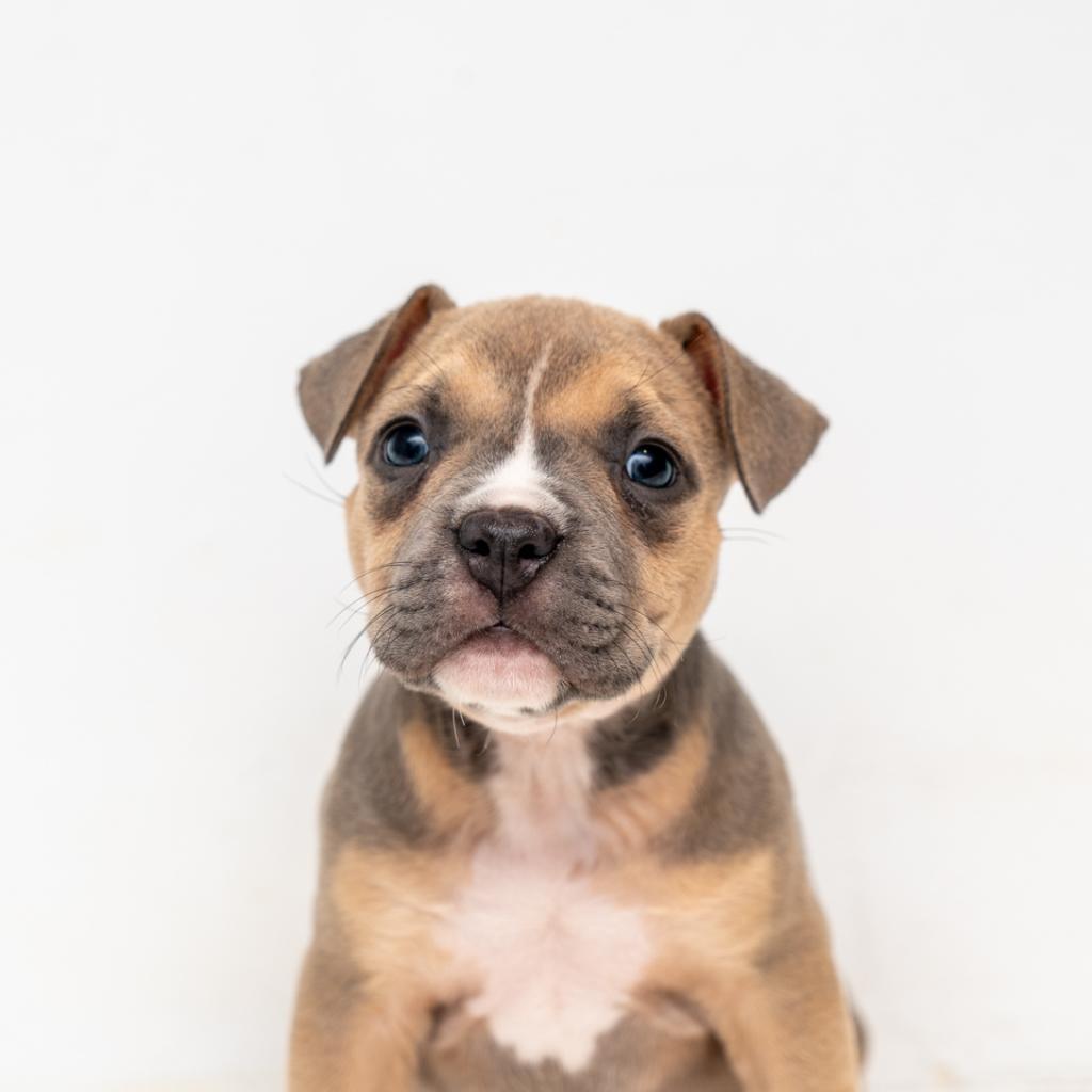 Enlarge Helena, a Adoptable mixed breed in New York, NY image 3/5