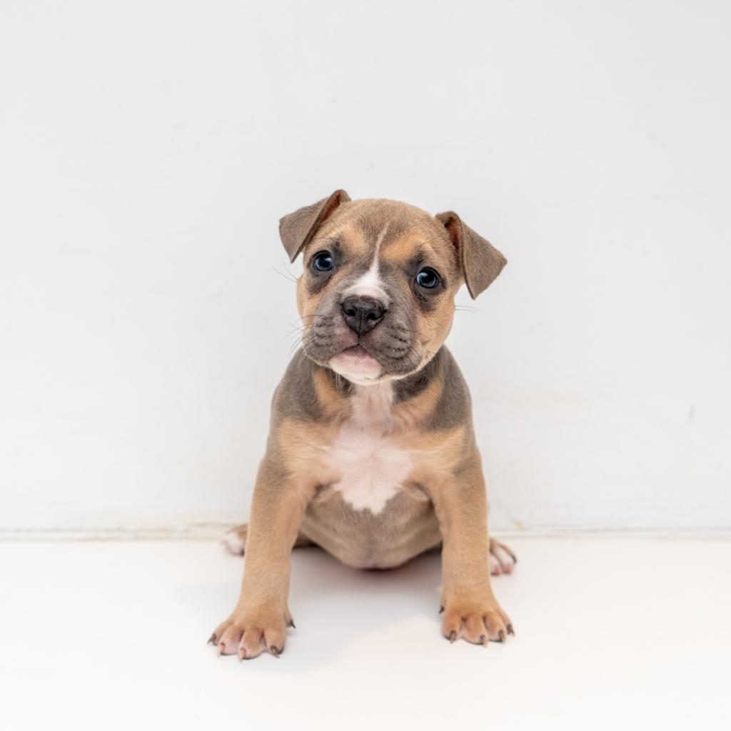 Enlarge Helena, a Adoptable mixed breed in New York, NY image 4/5