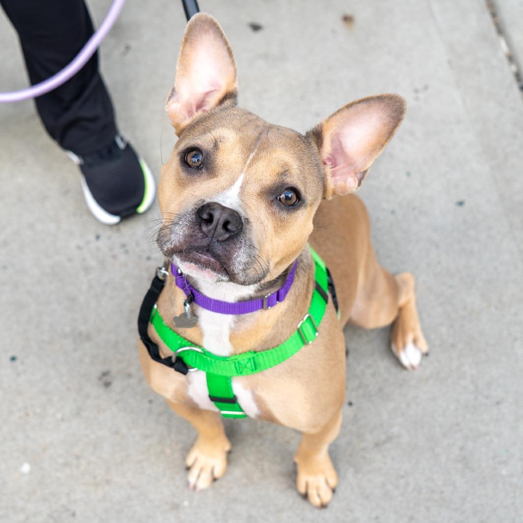 Enlarge Helena, a Adoptable mixed breed in New York, NY image 5/5