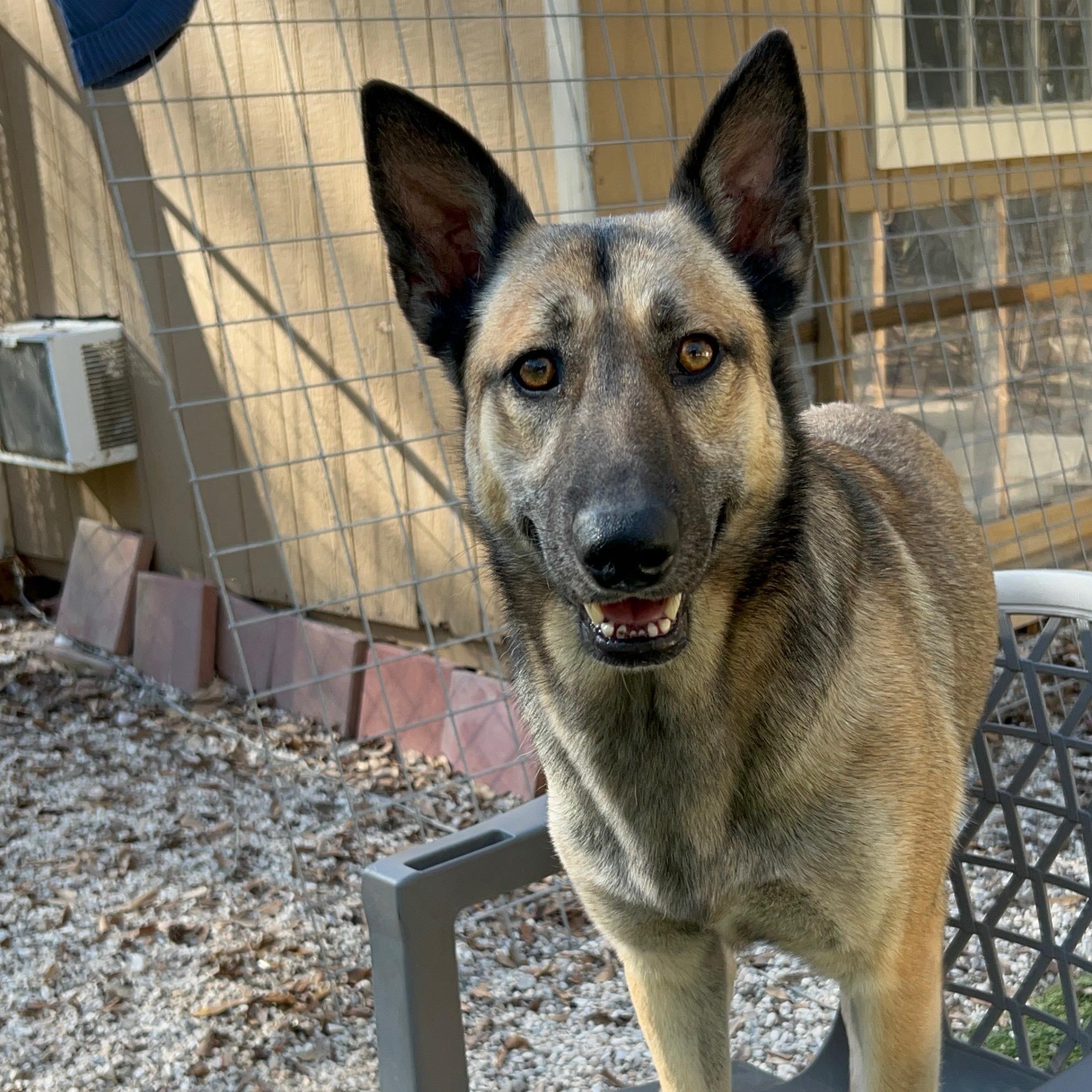Ruby, a Adoptable Belgian Shepherd / Malinois in Victor, NY image 3/5