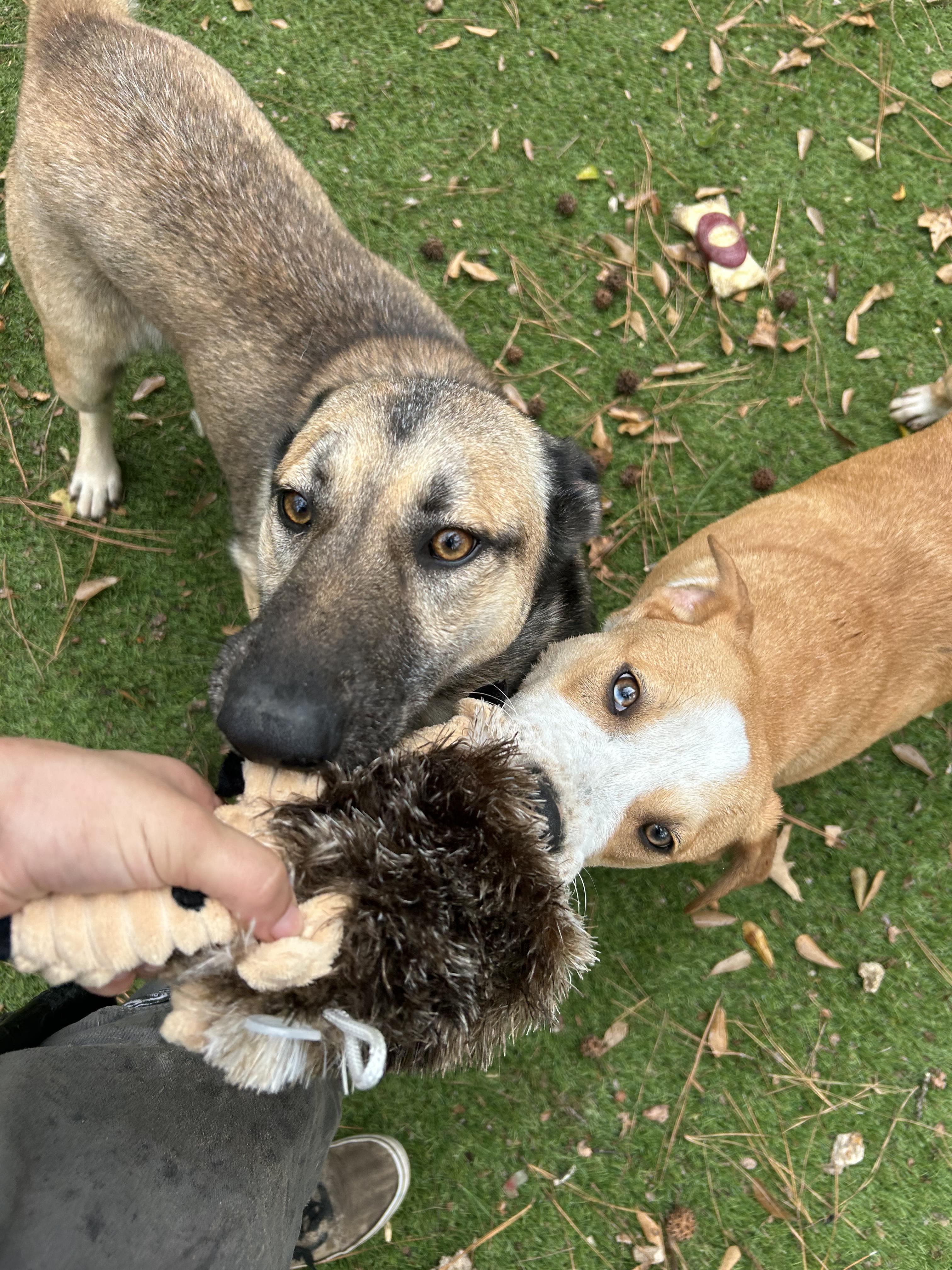 Ruby, a Adoptable Belgian Shepherd / Malinois in Victor, NY image 4/5