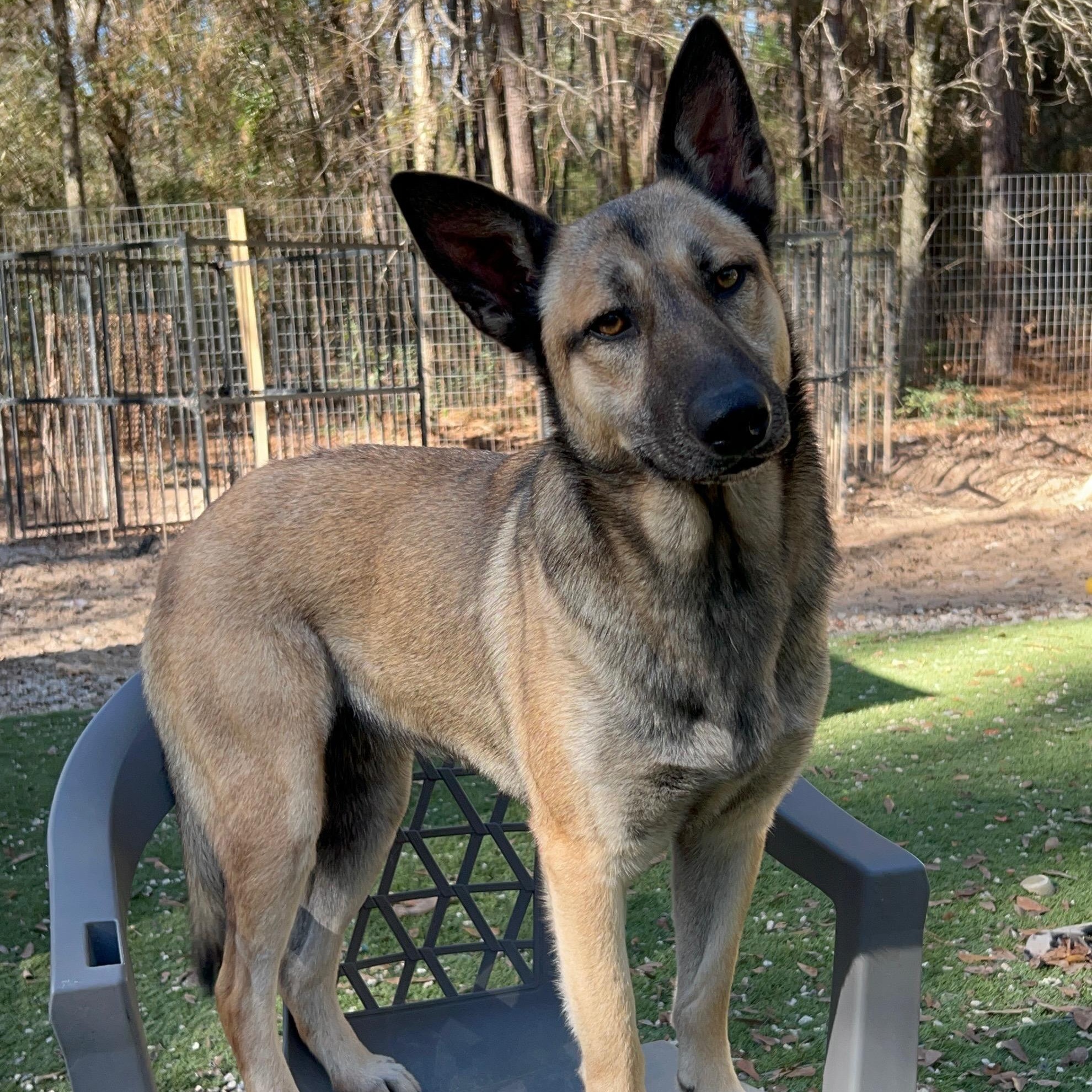 Ruby, a Adoptable Belgian Shepherd / Malinois in Victor, NY image 1/5