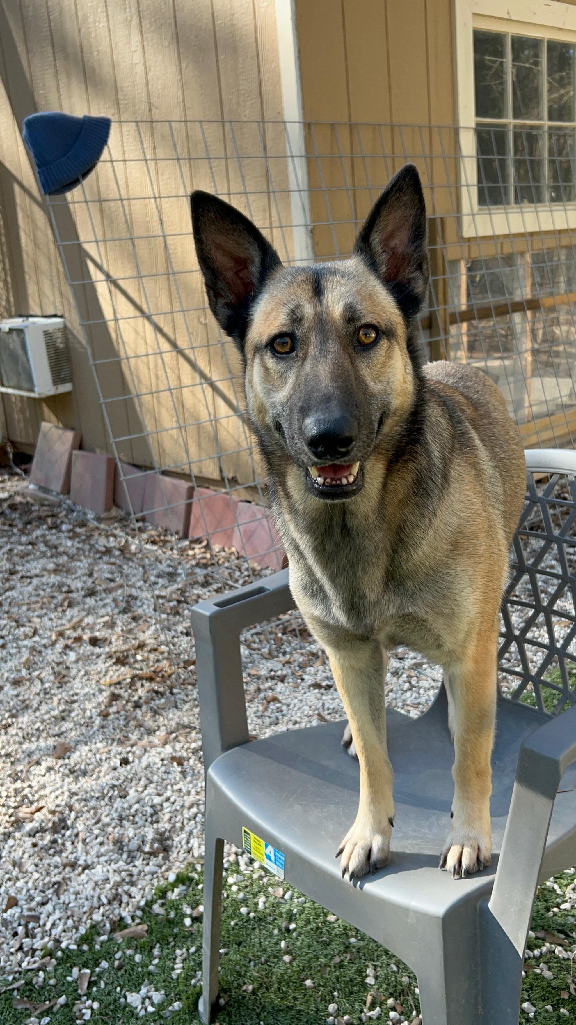 Ruby, a Adoptable Belgian Shepherd / Malinois in Victor, NY image 5/5