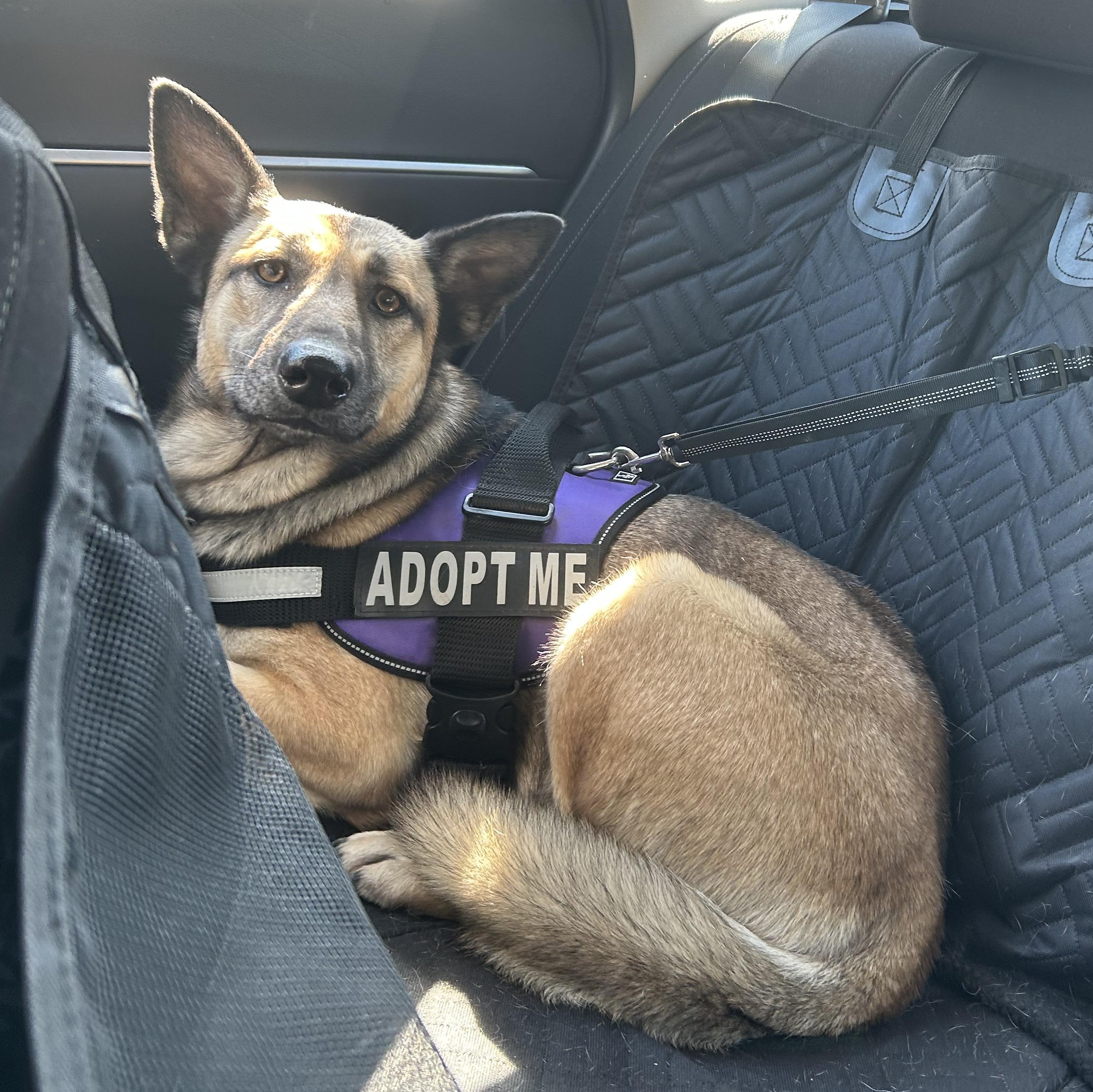 Ruby, a Adoptable Belgian Shepherd / Malinois in Victor, NY image 2/5