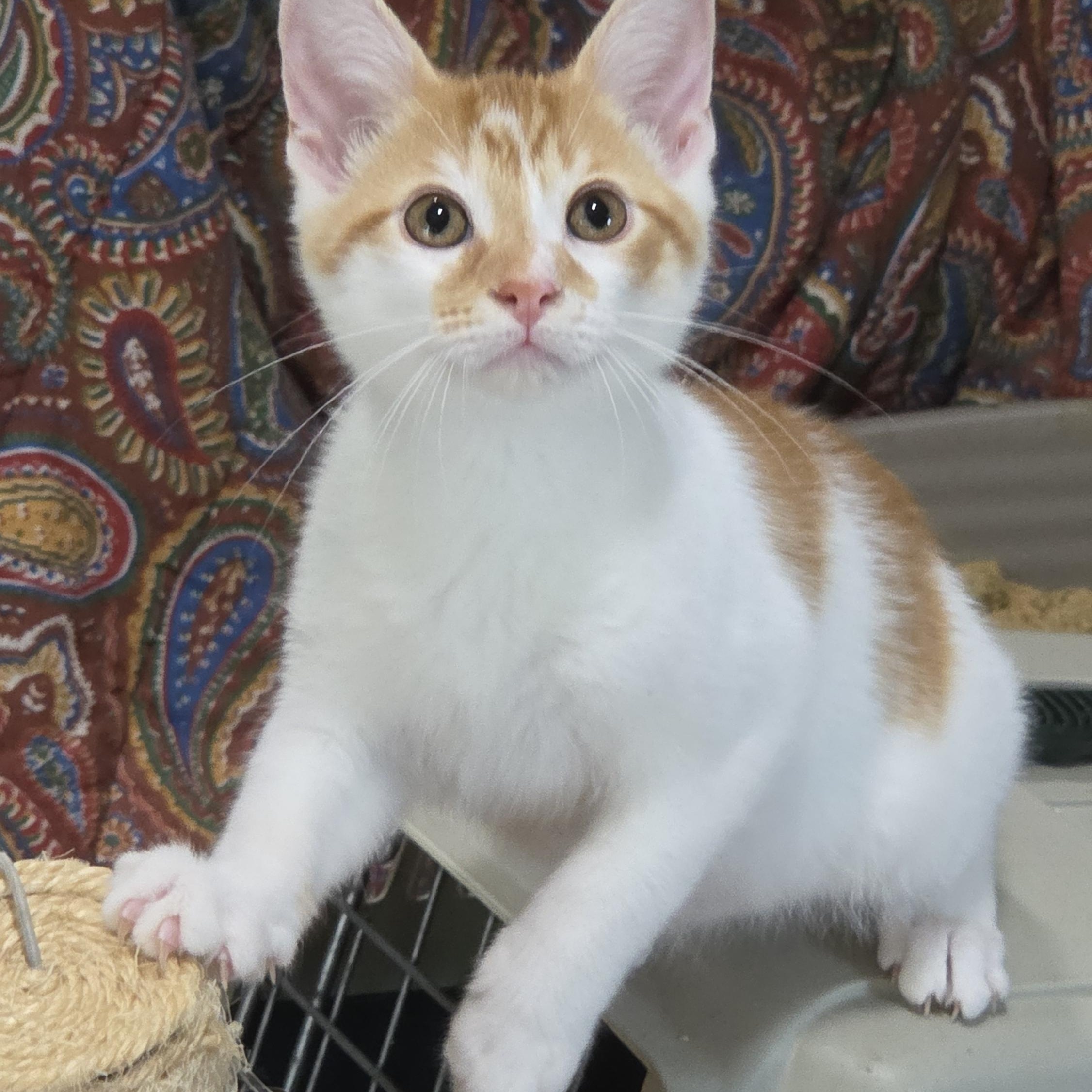 CHEETOS, a ADOPTABLE mixed breed in Harrison, MI image 1/3